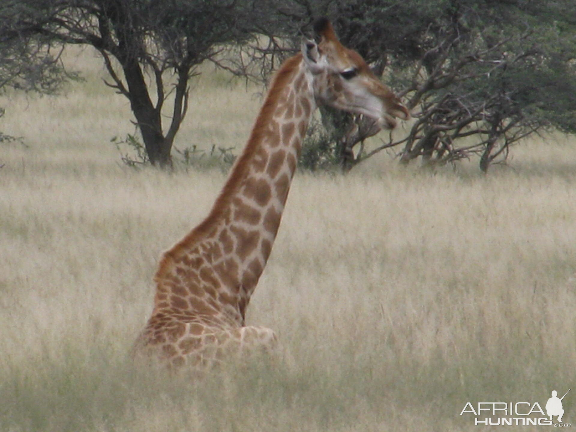 Giraffe South Africa