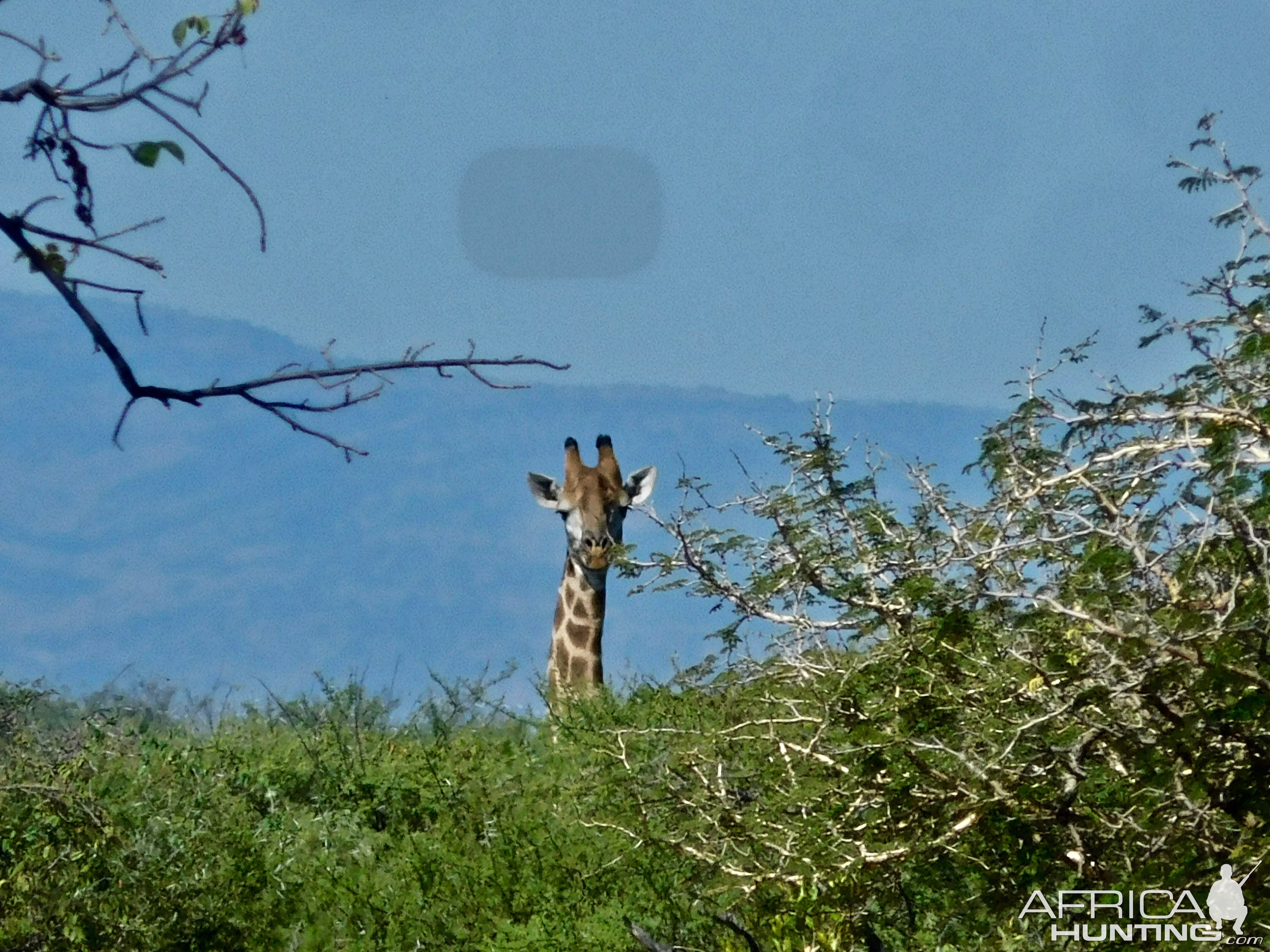 Giraffe South Africa