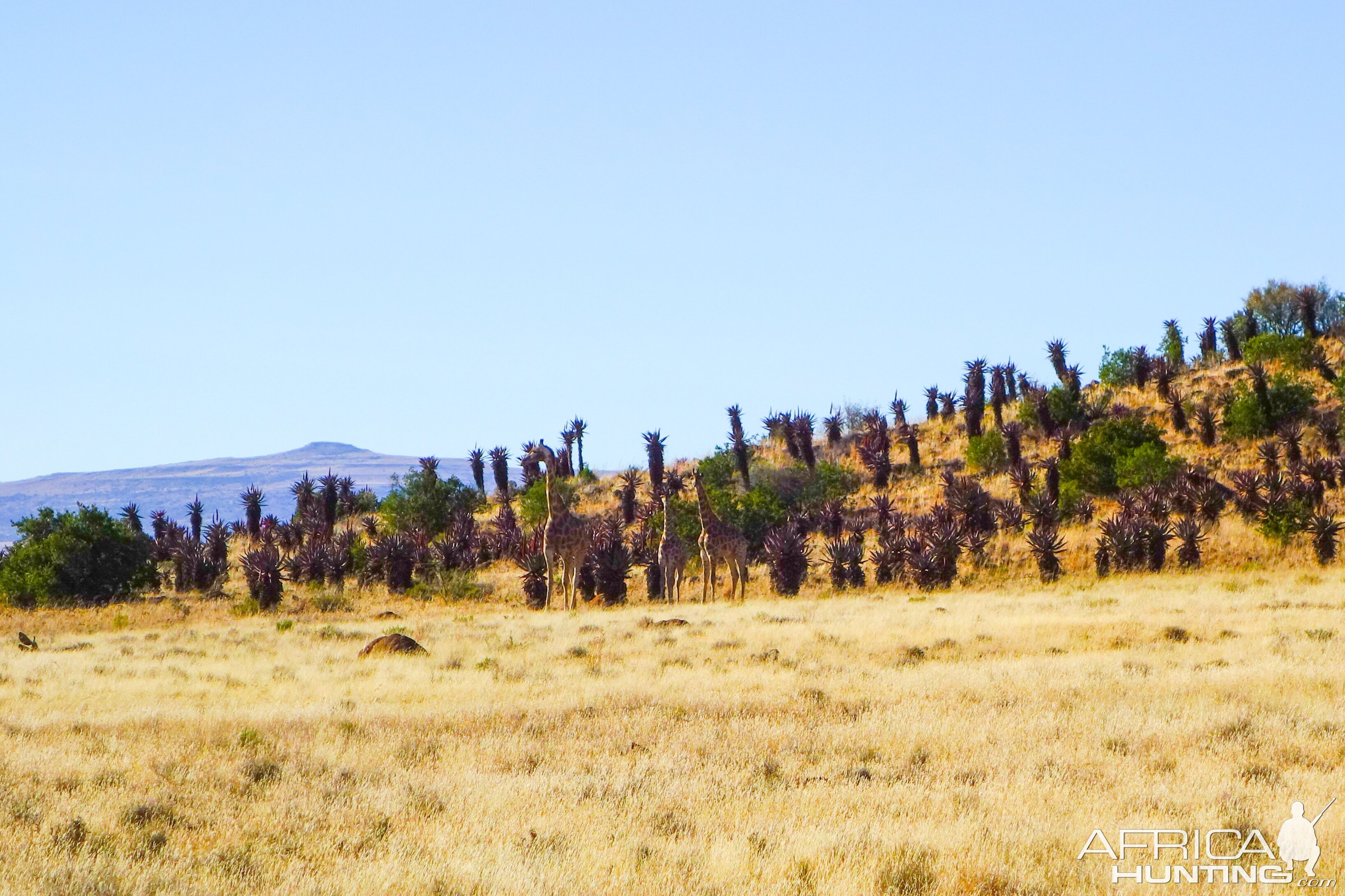 Giraffe South Africa