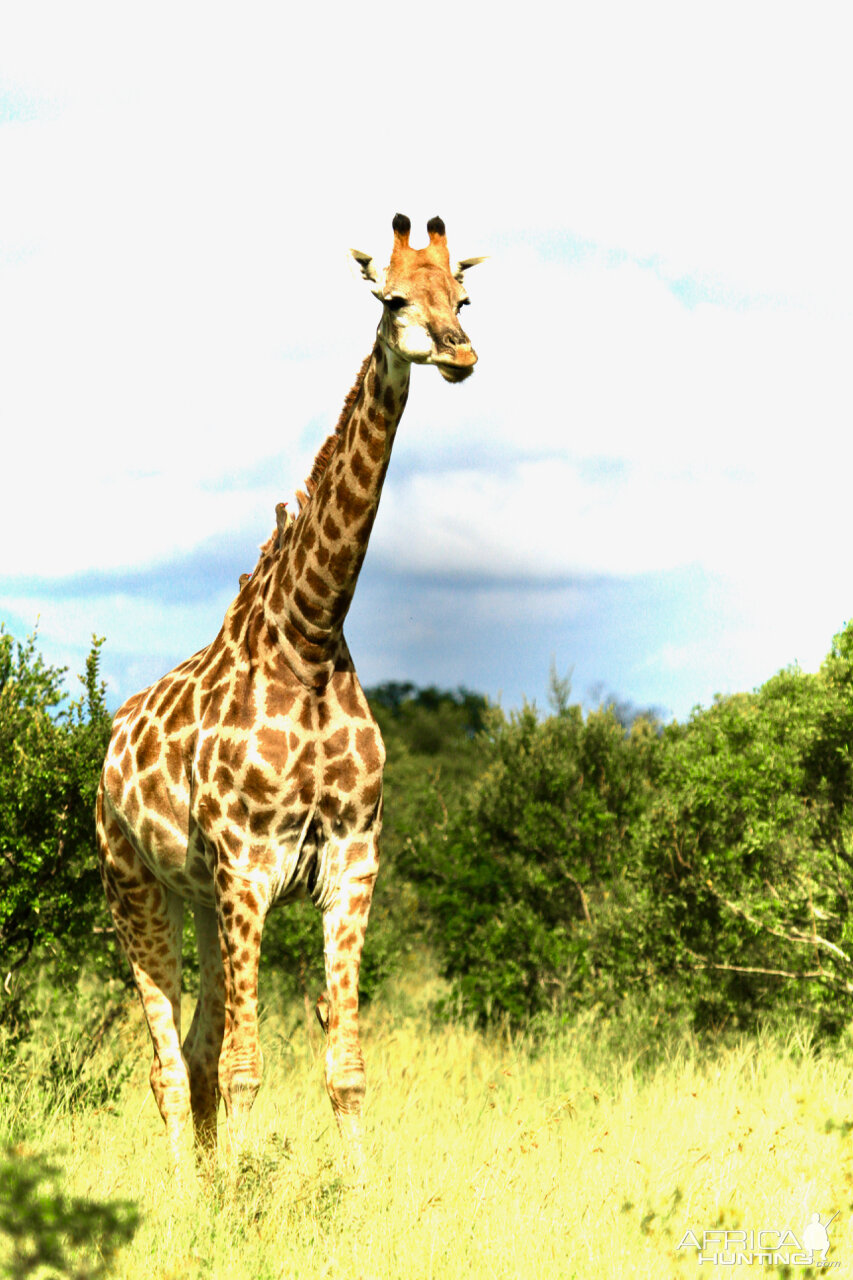 Giraffe South Africa