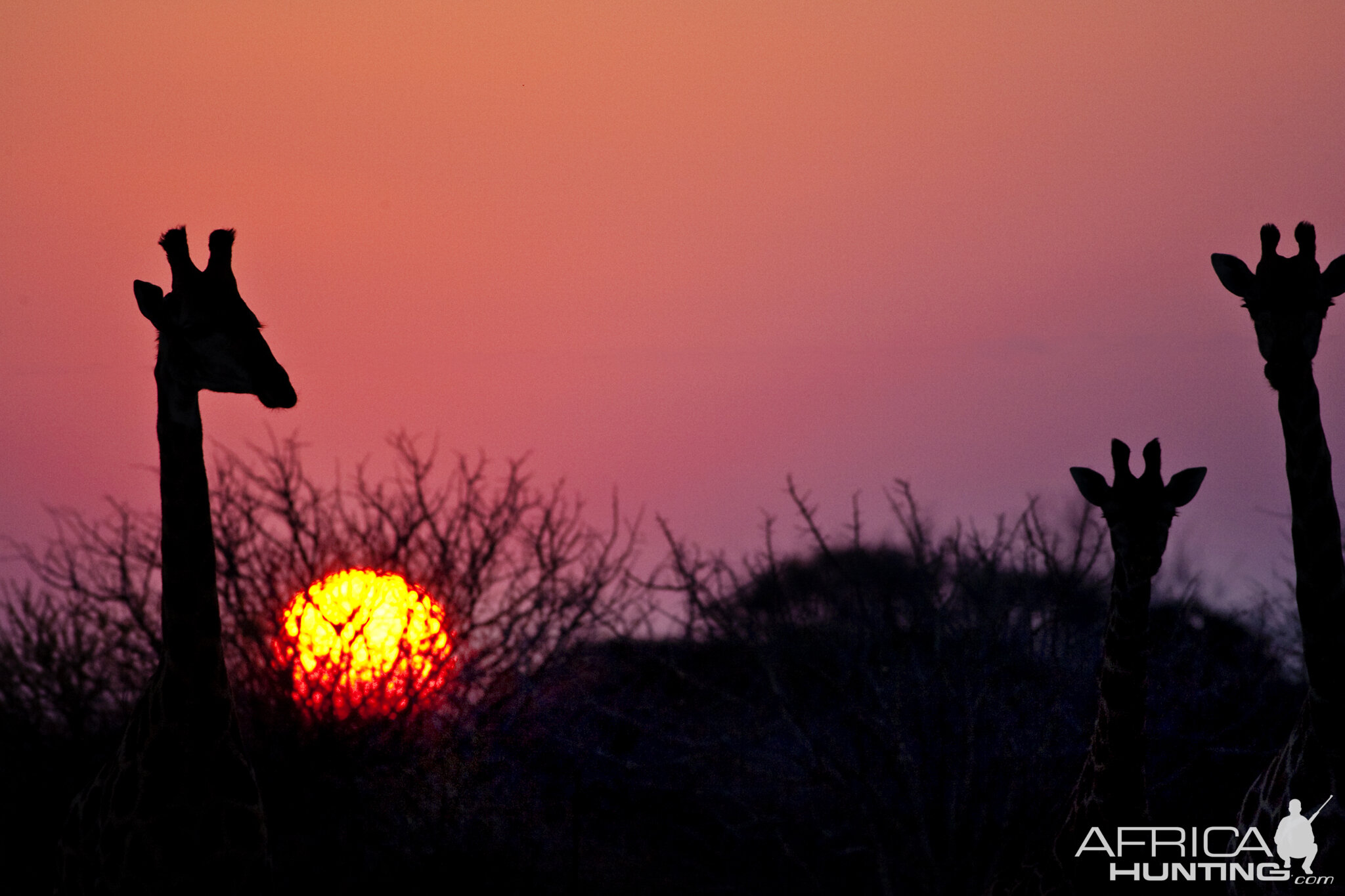 Giraffe sunset