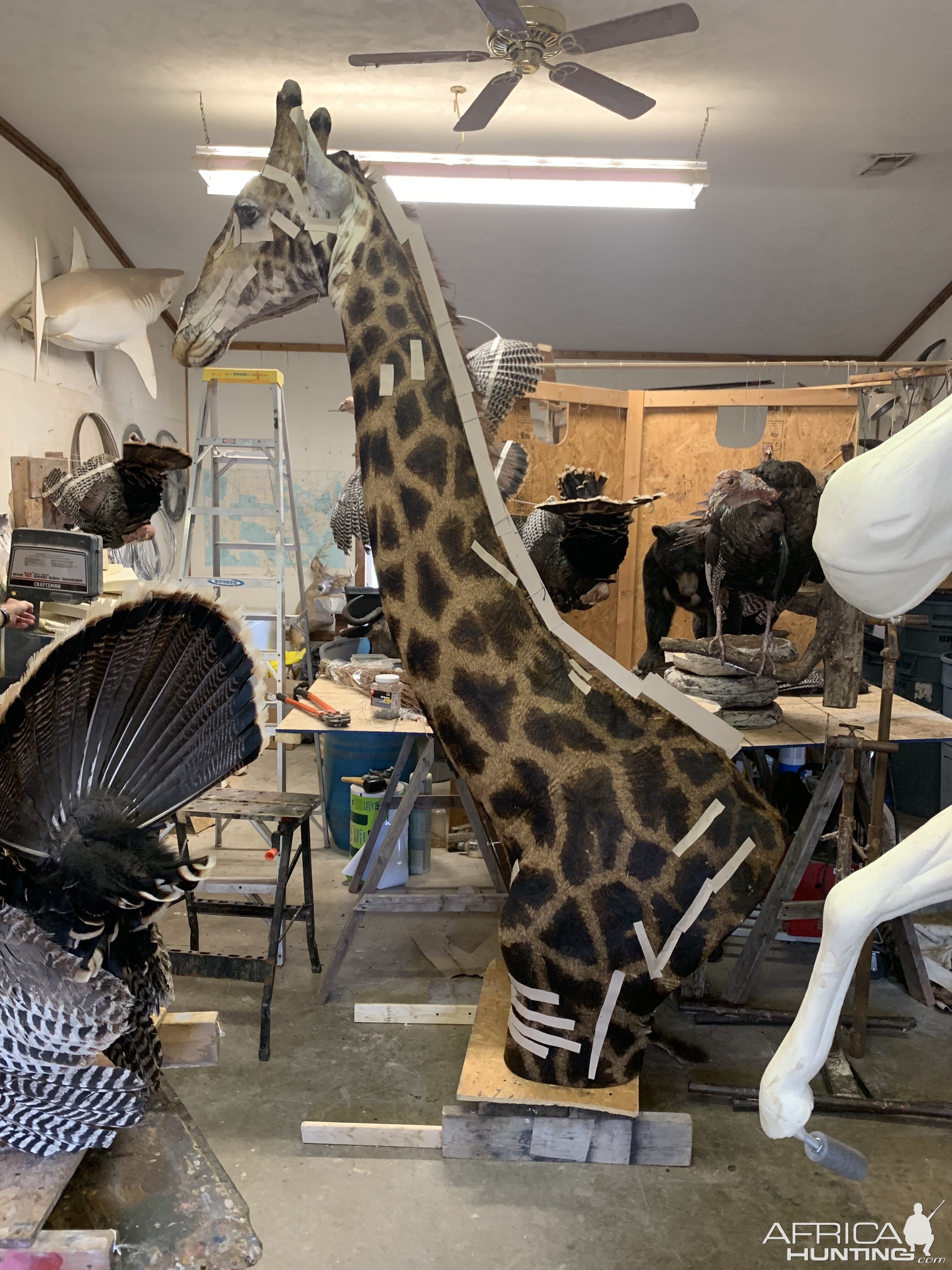 Giraffe Taxidermy Process