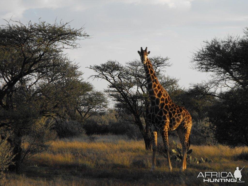 Giraffe Terrain and sightings Hartzview Hunting Safaris