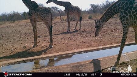 Giraffe Trail Cam Pictures South Africa