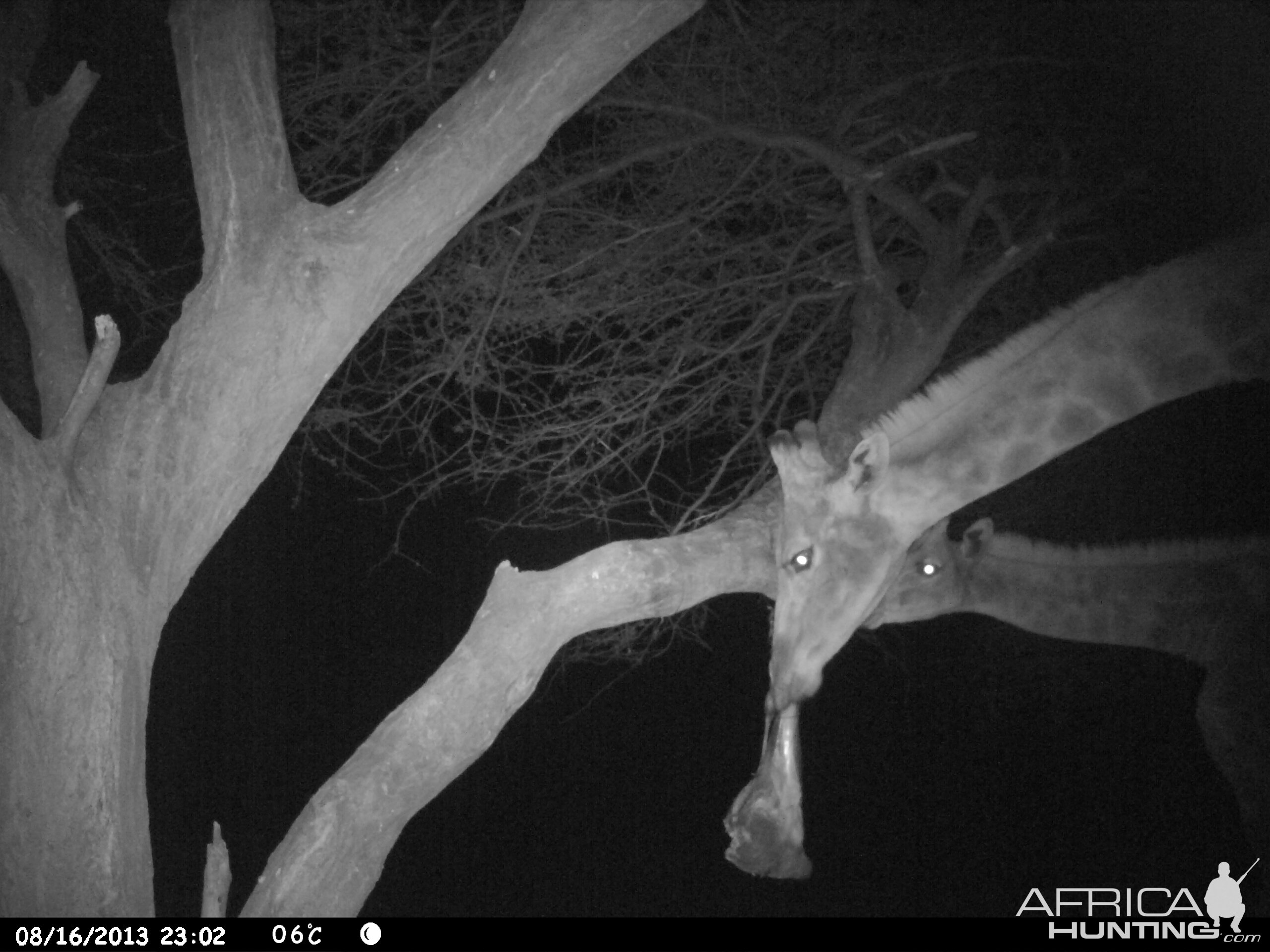 Giraffe Trail Camera