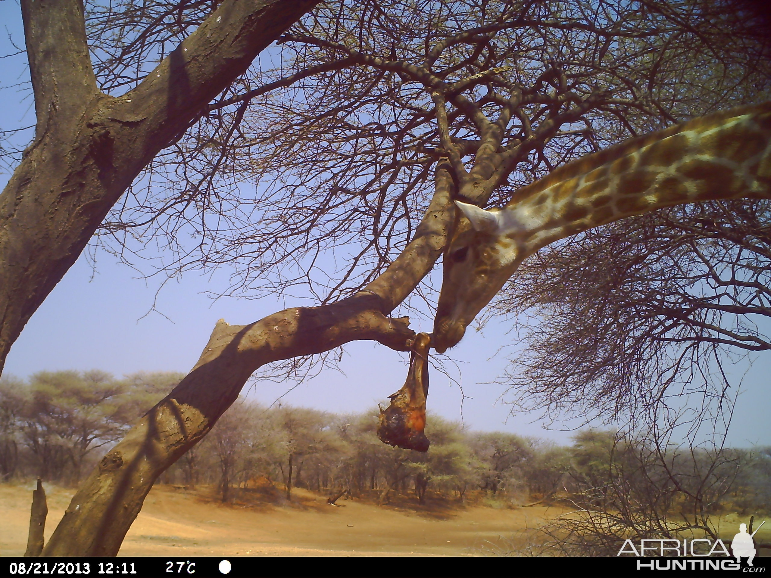 Giraffe Trail Camera