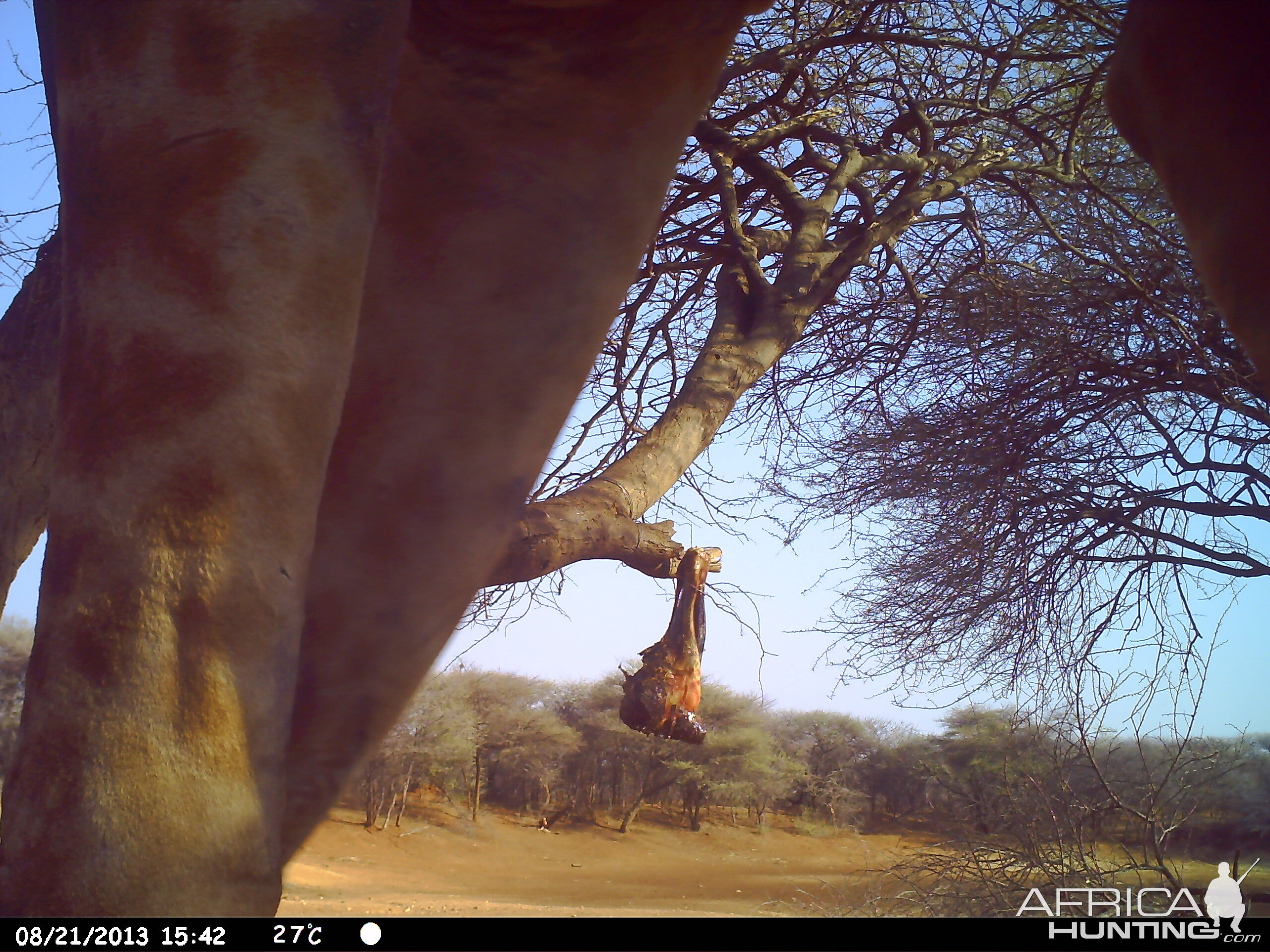 Giraffe Trail Camera