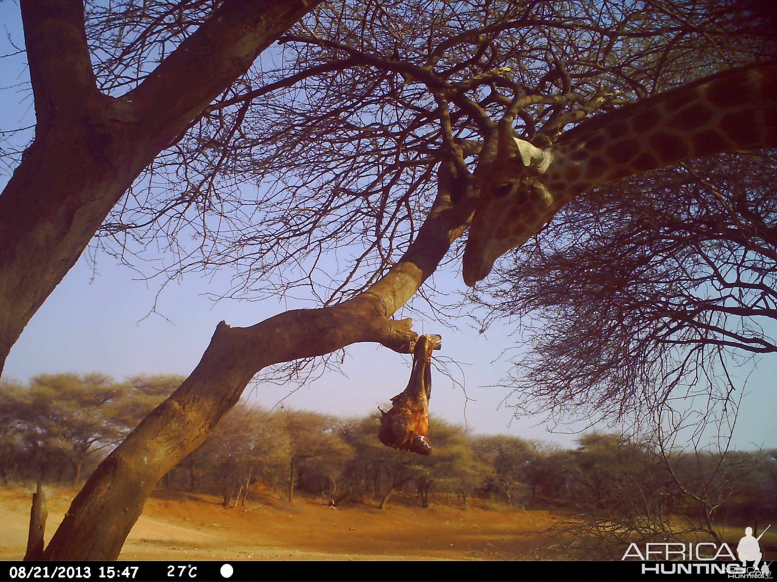 Giraffe Trail Camera