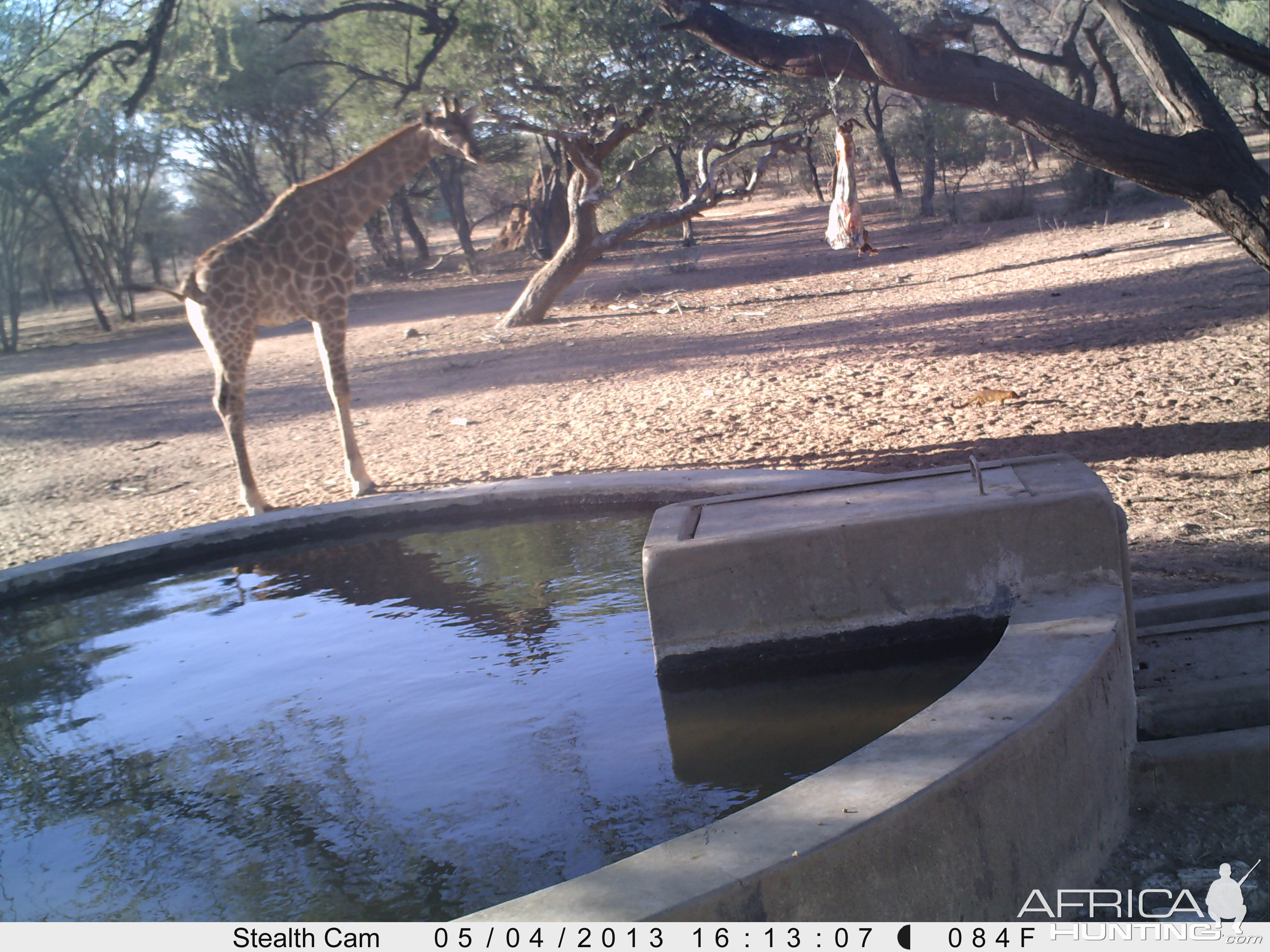 Giraffe Trail Camera