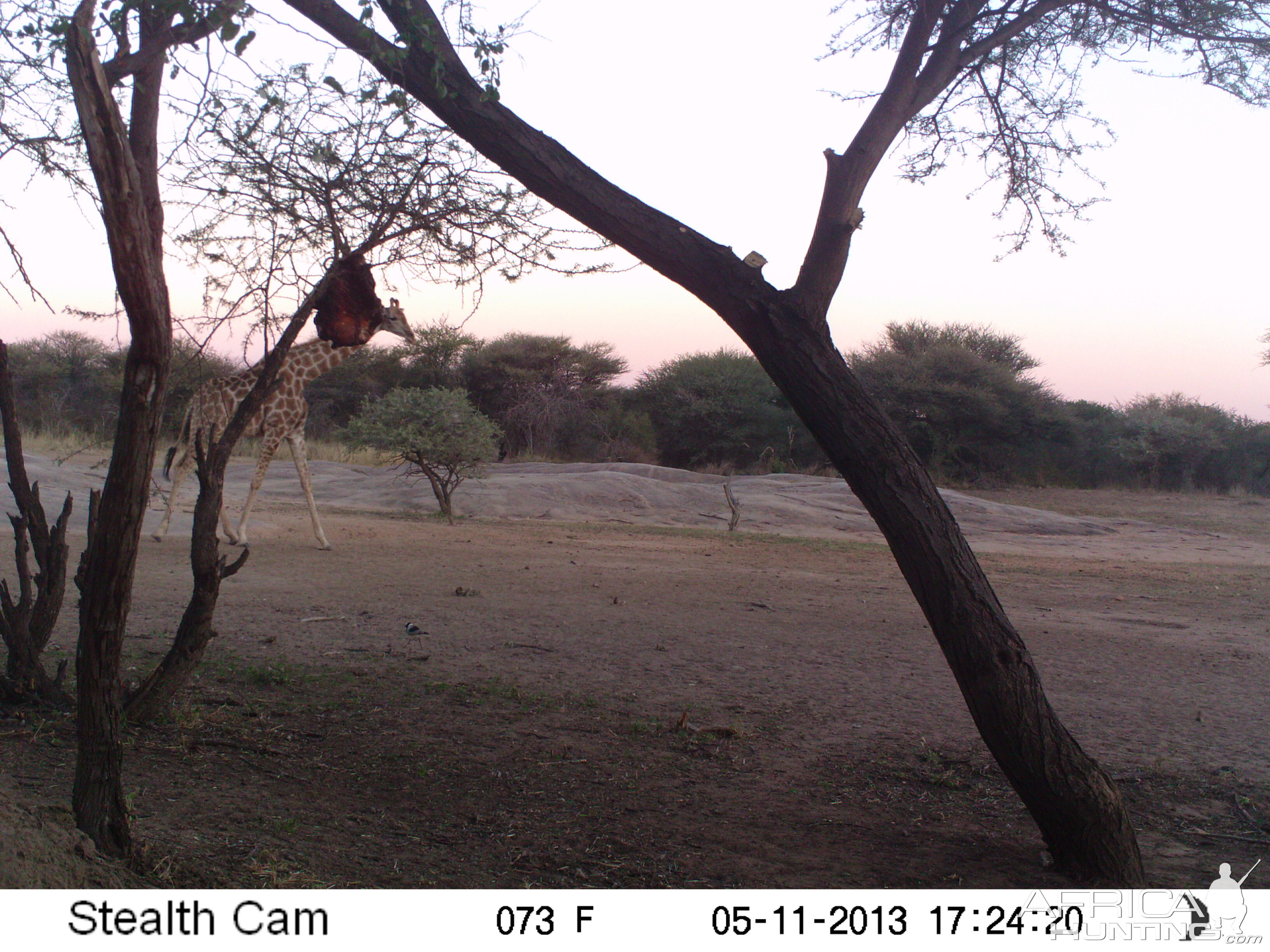 Giraffe Trail Camera