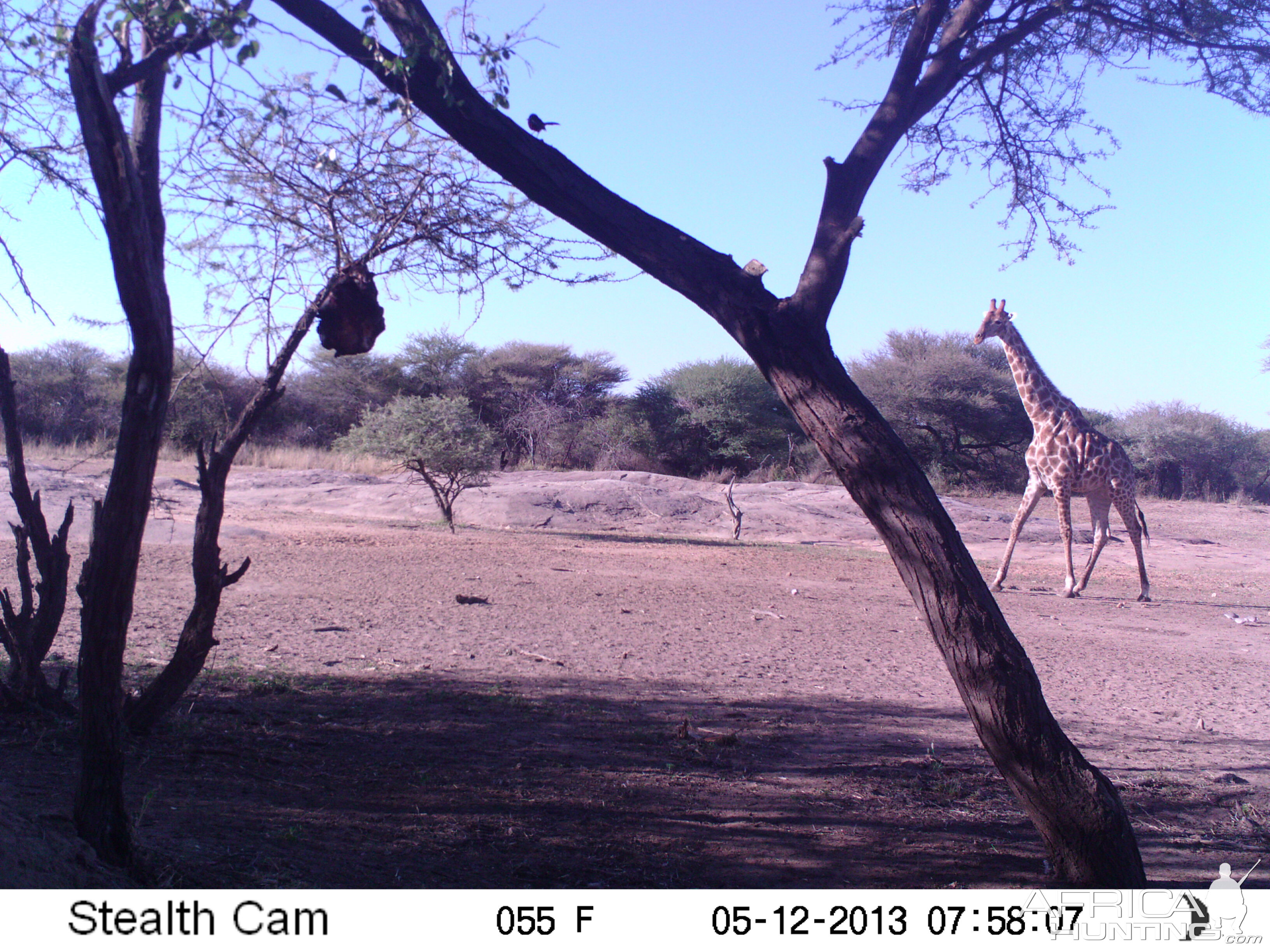 Giraffe Trail Camera