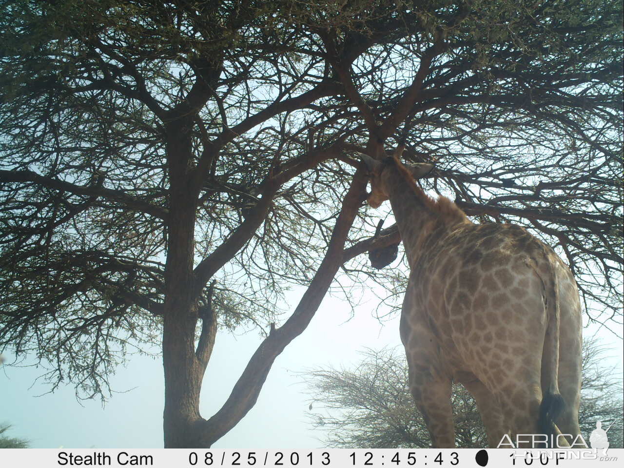 Giraffe Trail Camera