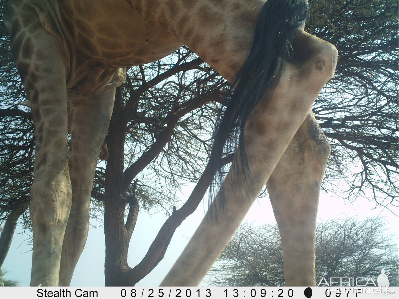 Giraffe Trail Camera