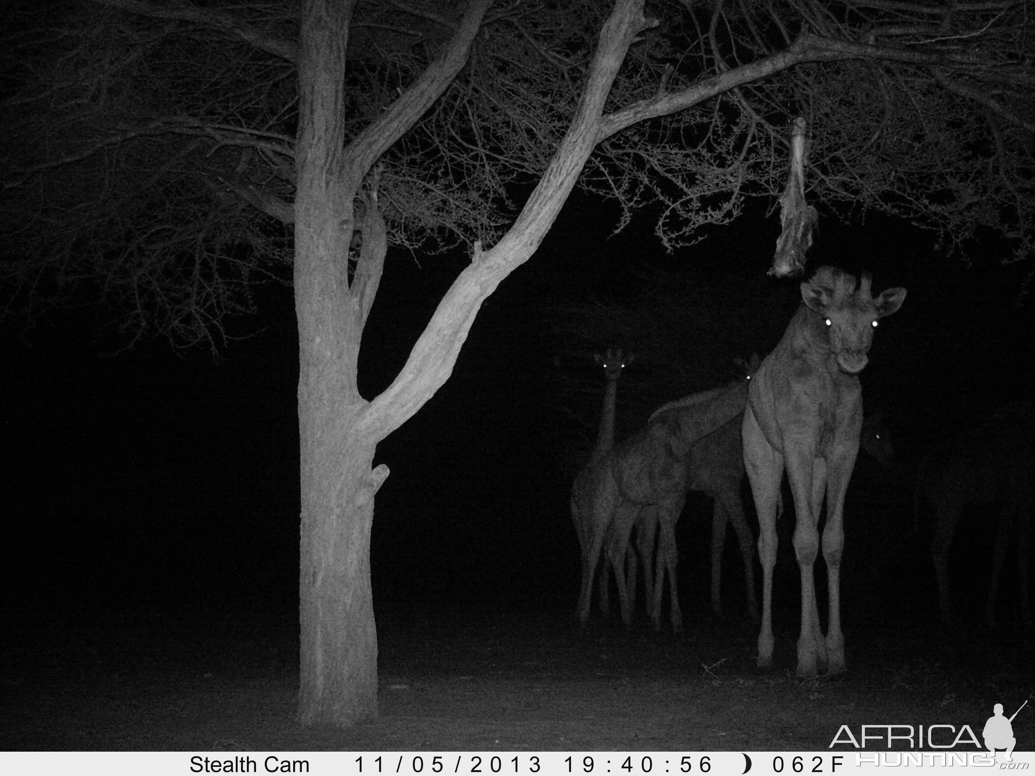 Giraffe Trail Camera