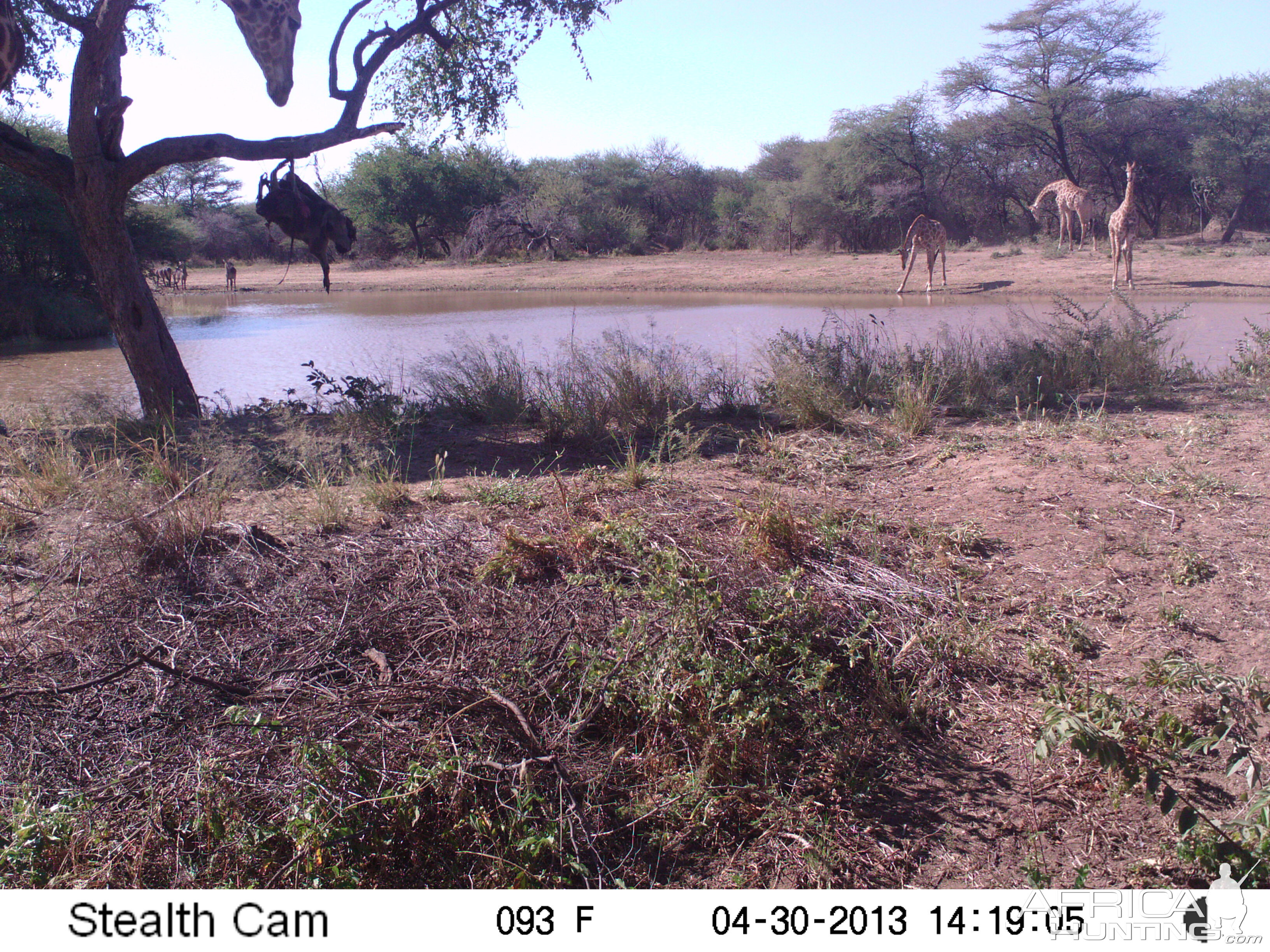 Giraffe Trail Camera