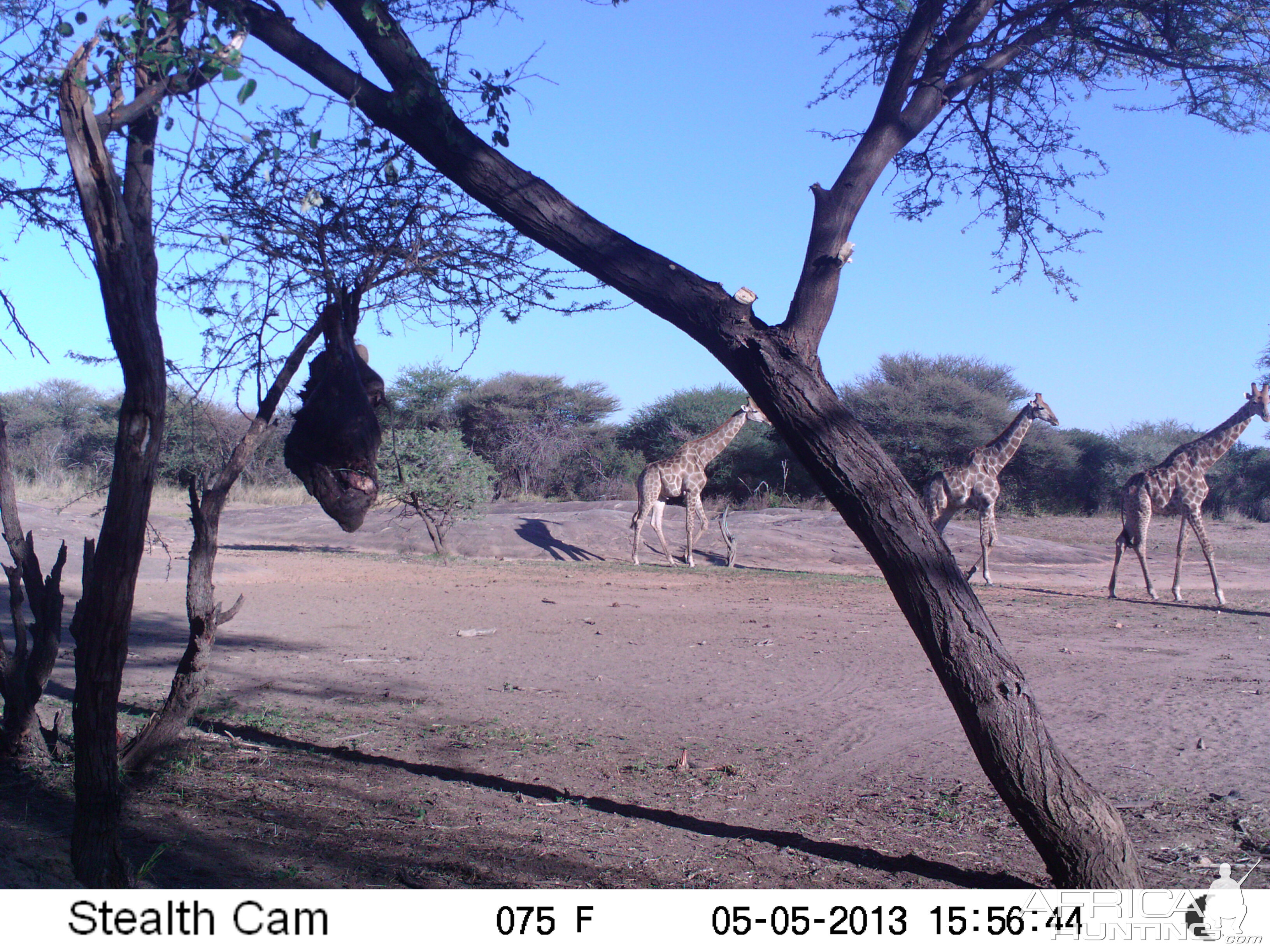 Giraffe Trail Camera