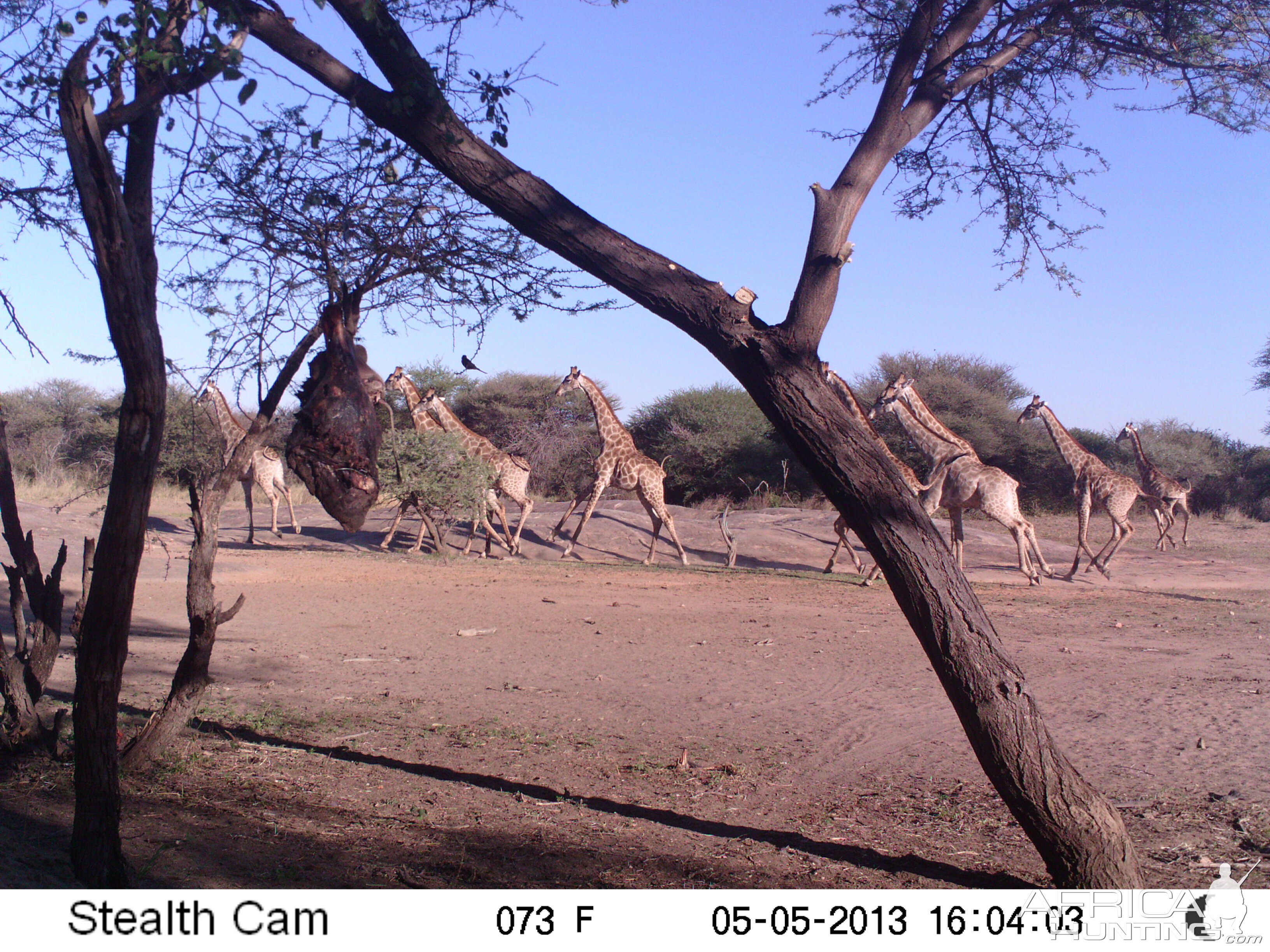 Giraffe Trail Camera