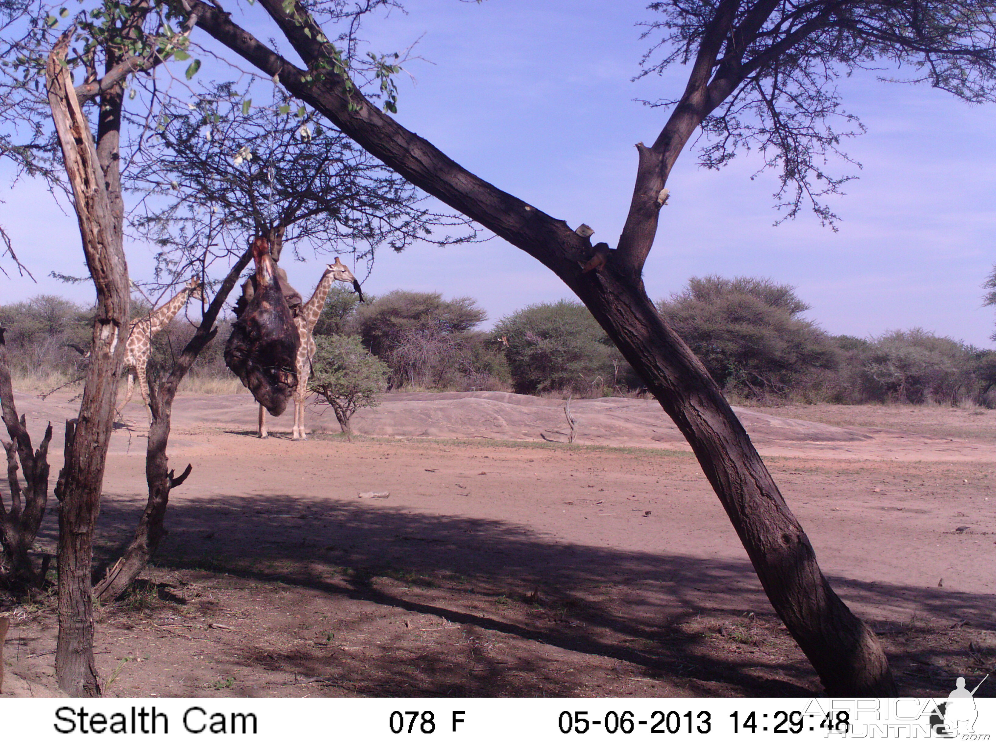 Giraffe Trail Camera