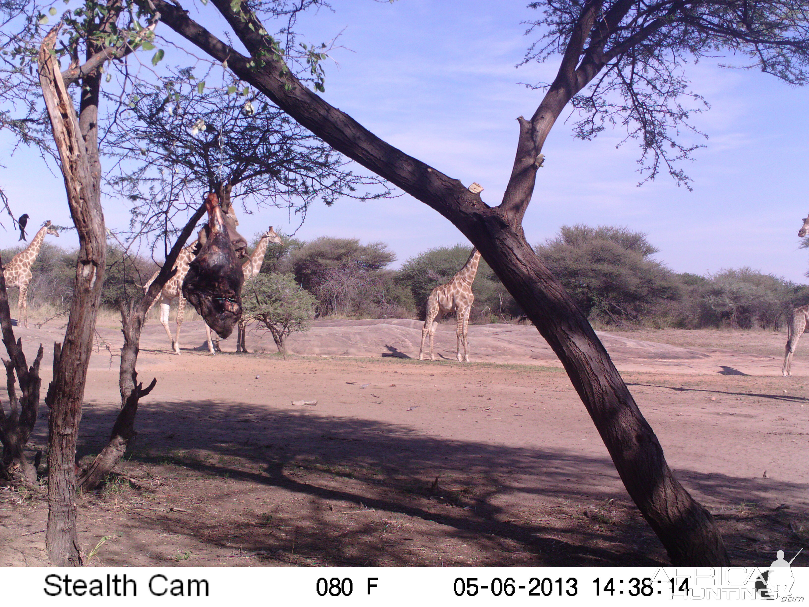 Giraffe Trail Camera