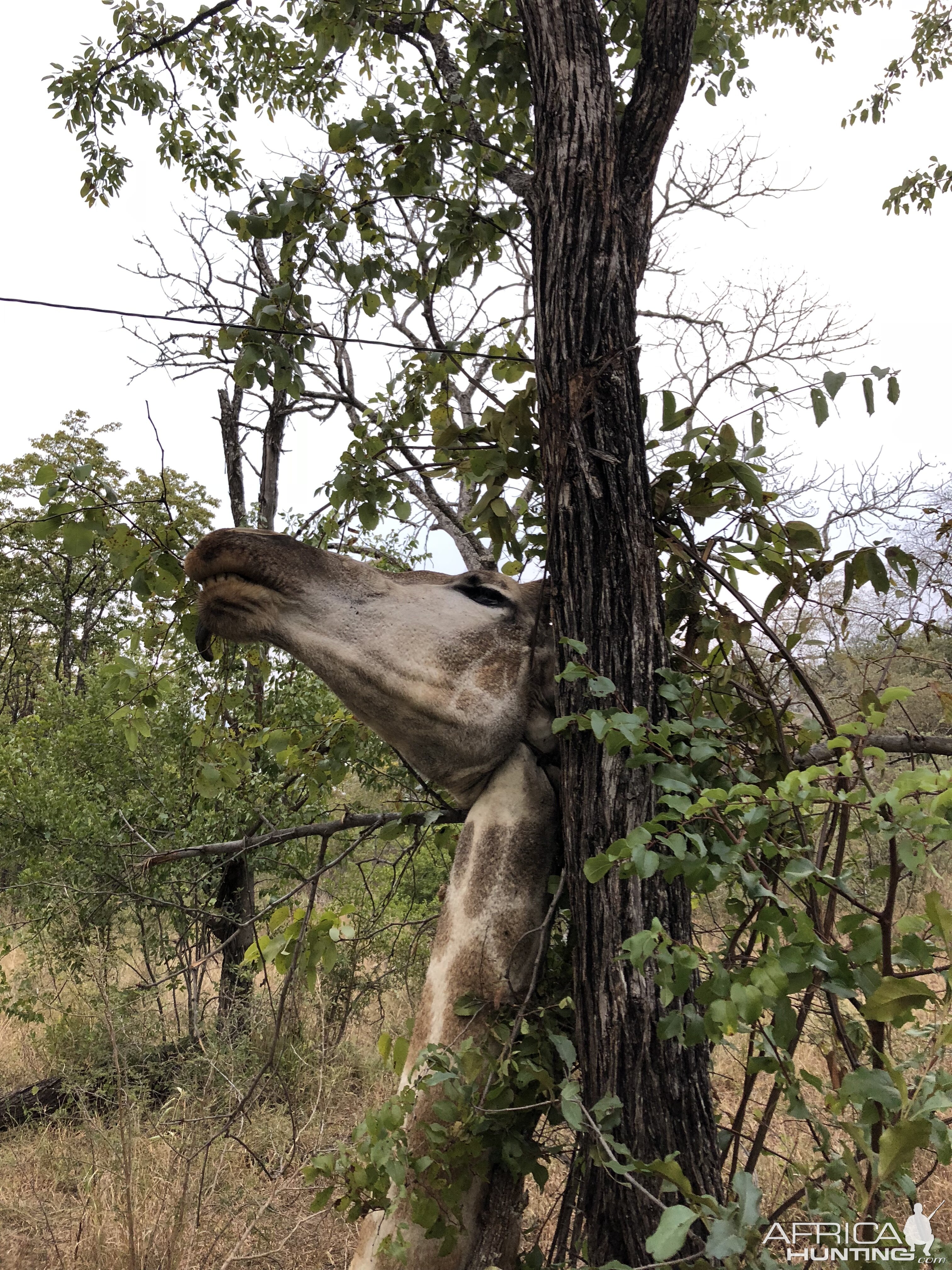 Giraffe trapped in snare Zimbabwe