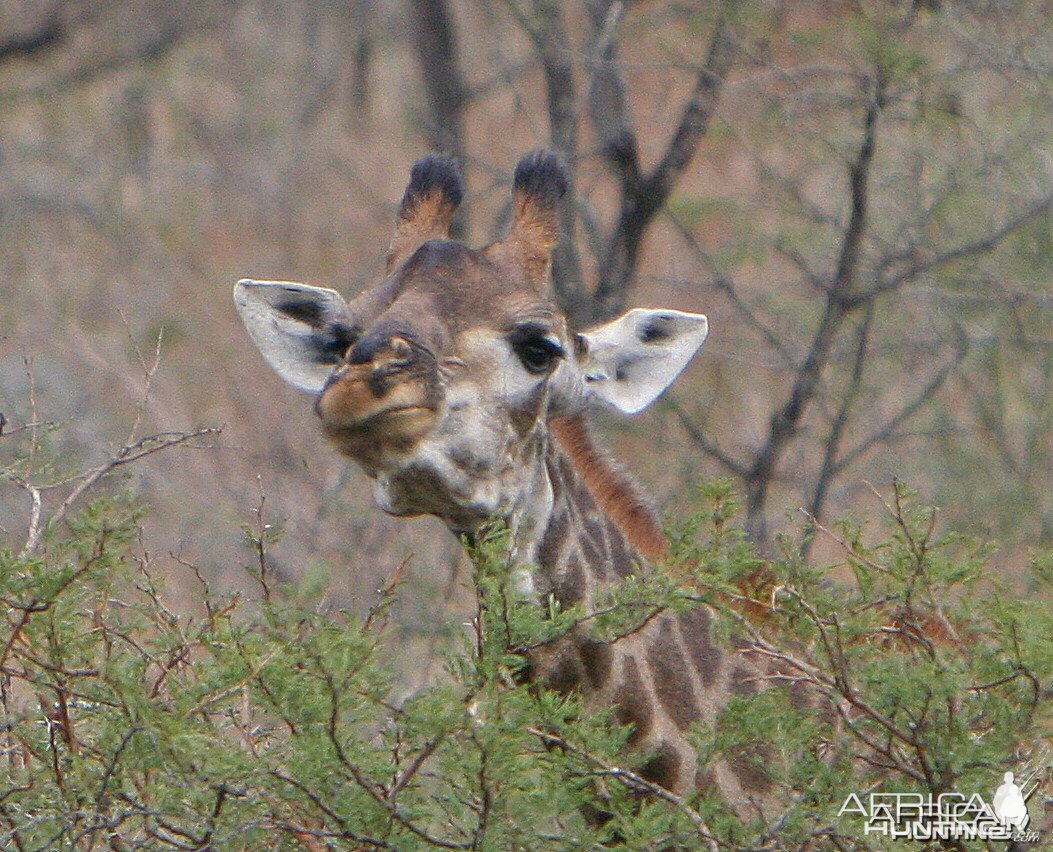 Giraffe Trophy