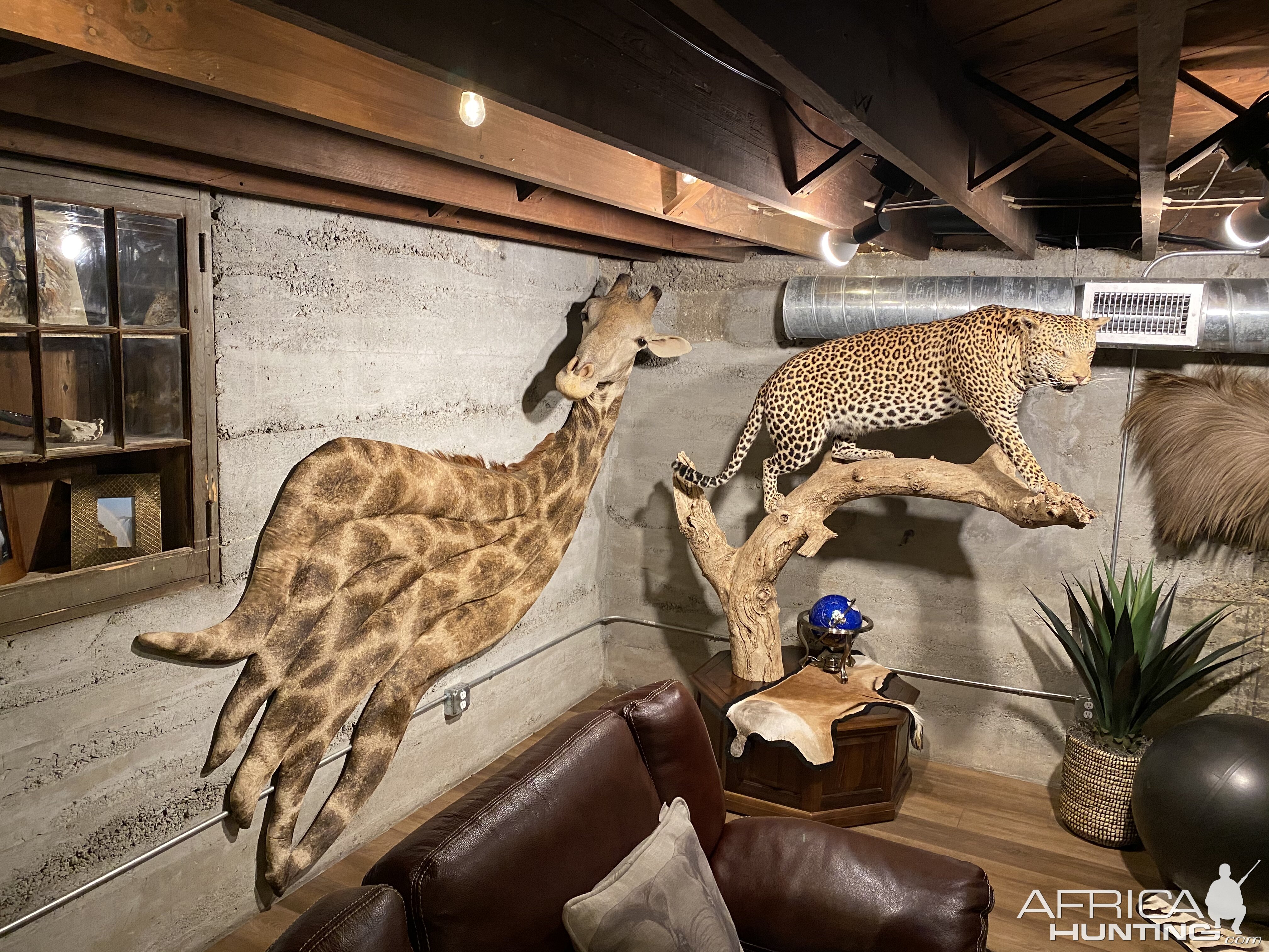 Giraffe Wall Pedestal & Leopard Full Mount Taxidermy