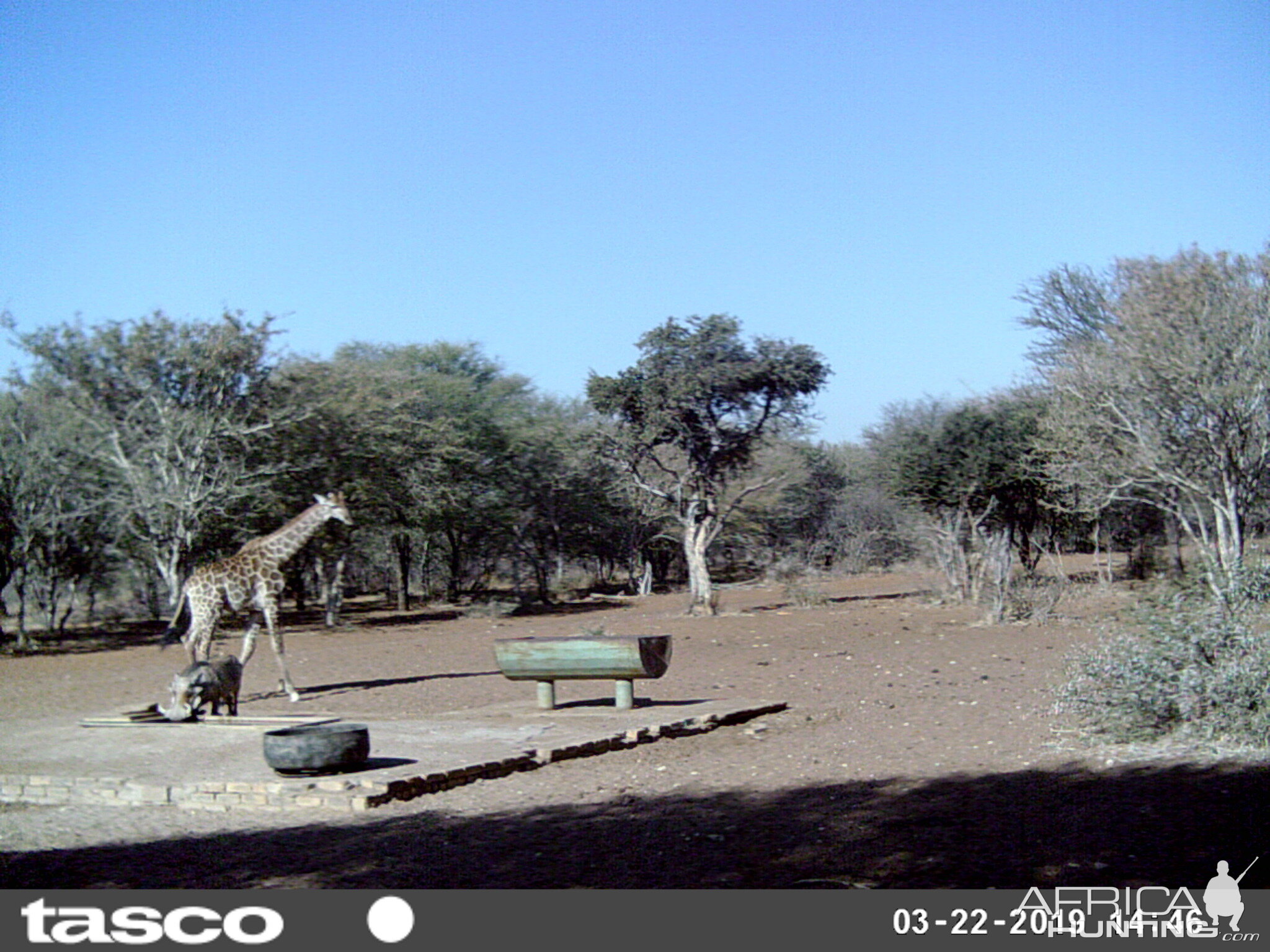 Giraffe & Warthog Trail Cam Pictures South Africa