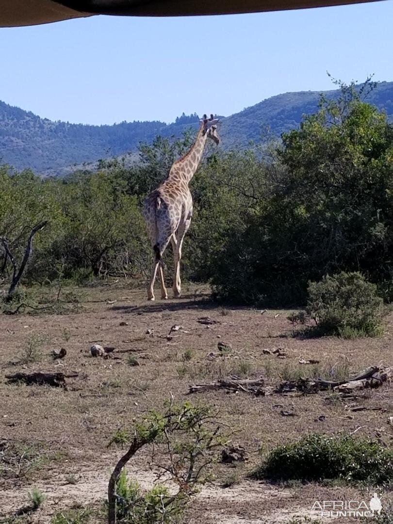 Giraffe Wildlife Eastern Cape South Africa