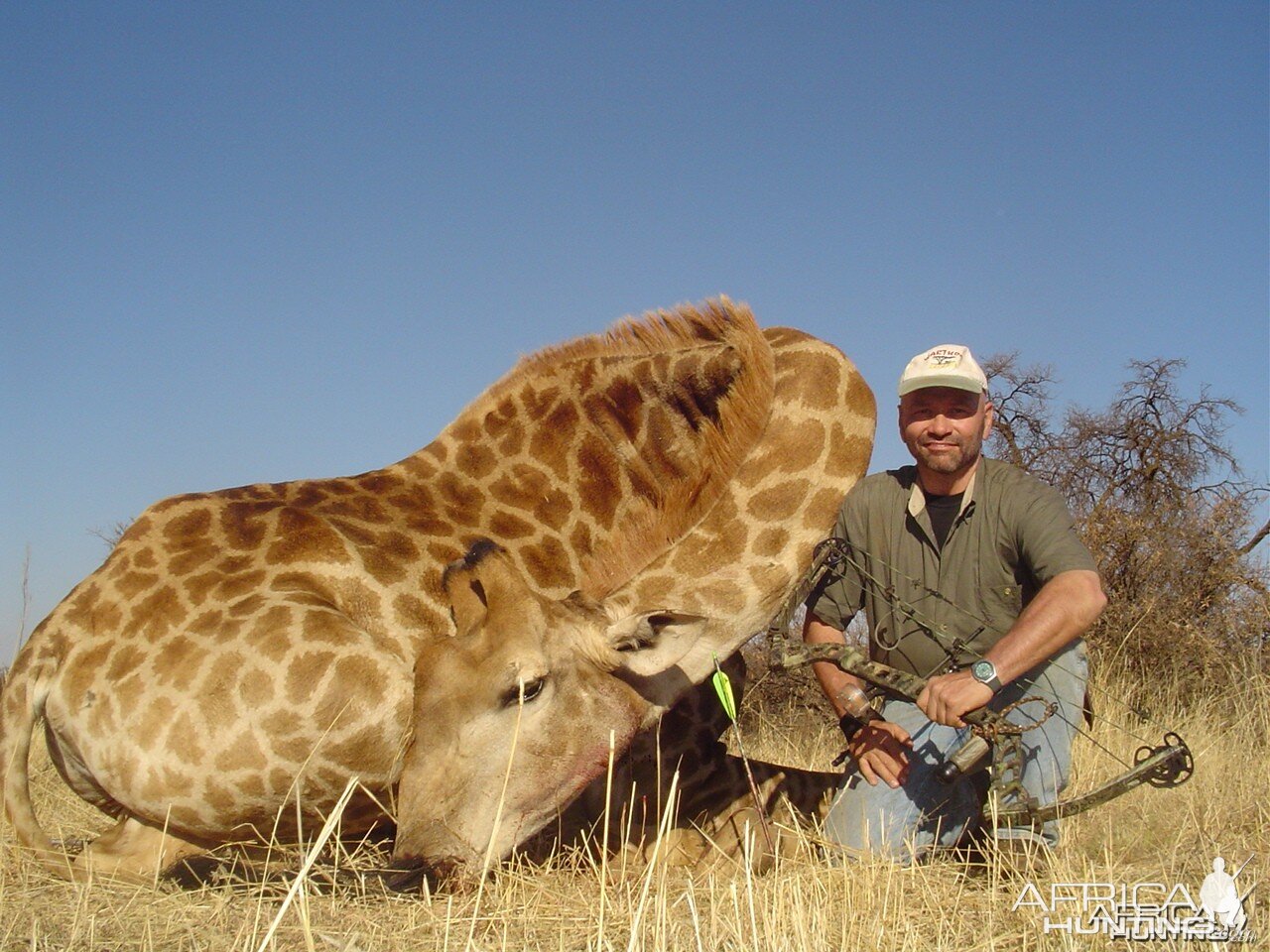 Giraffe with bow, took with Warthog Safaris