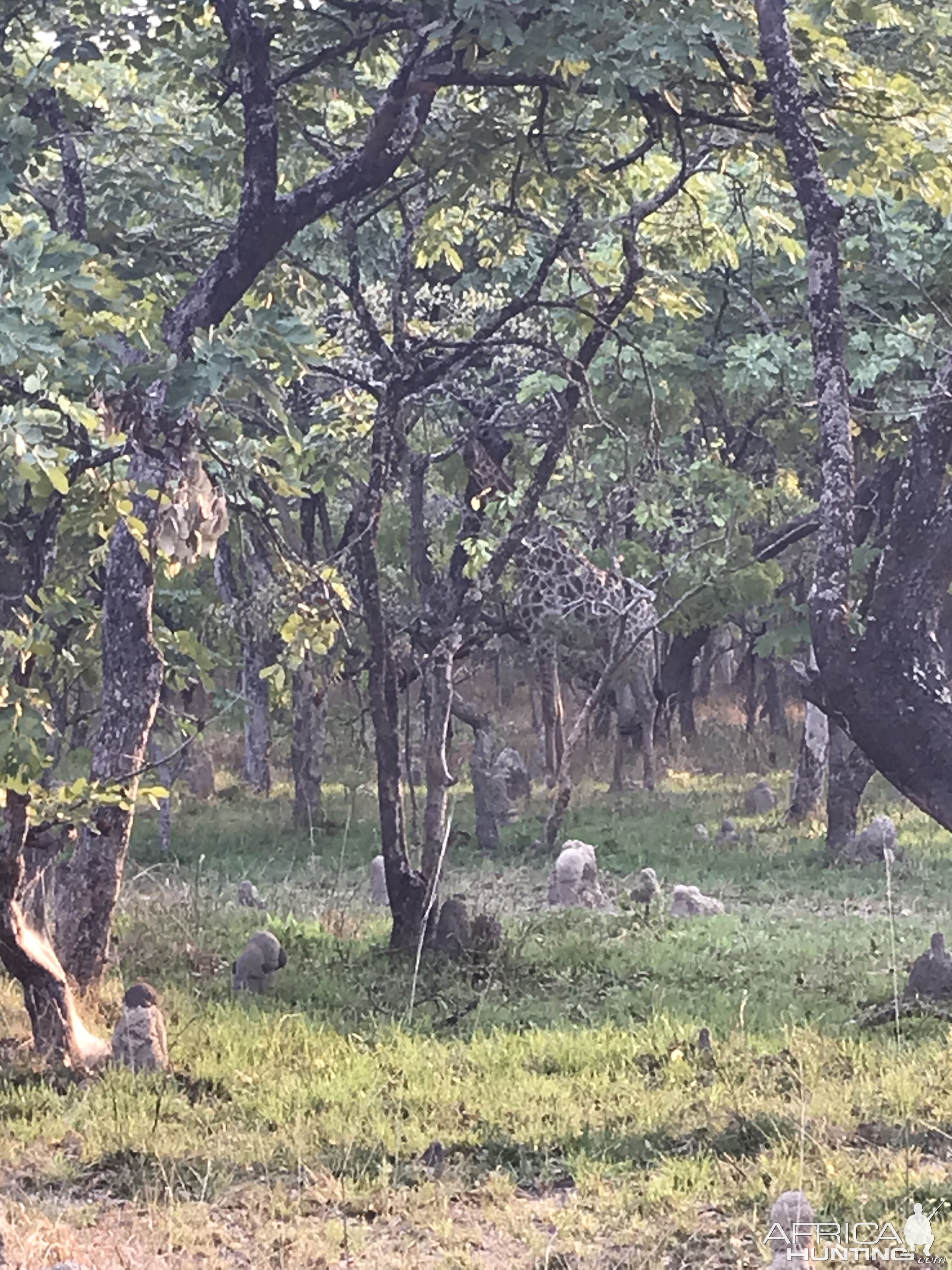 Giraffe Zambia