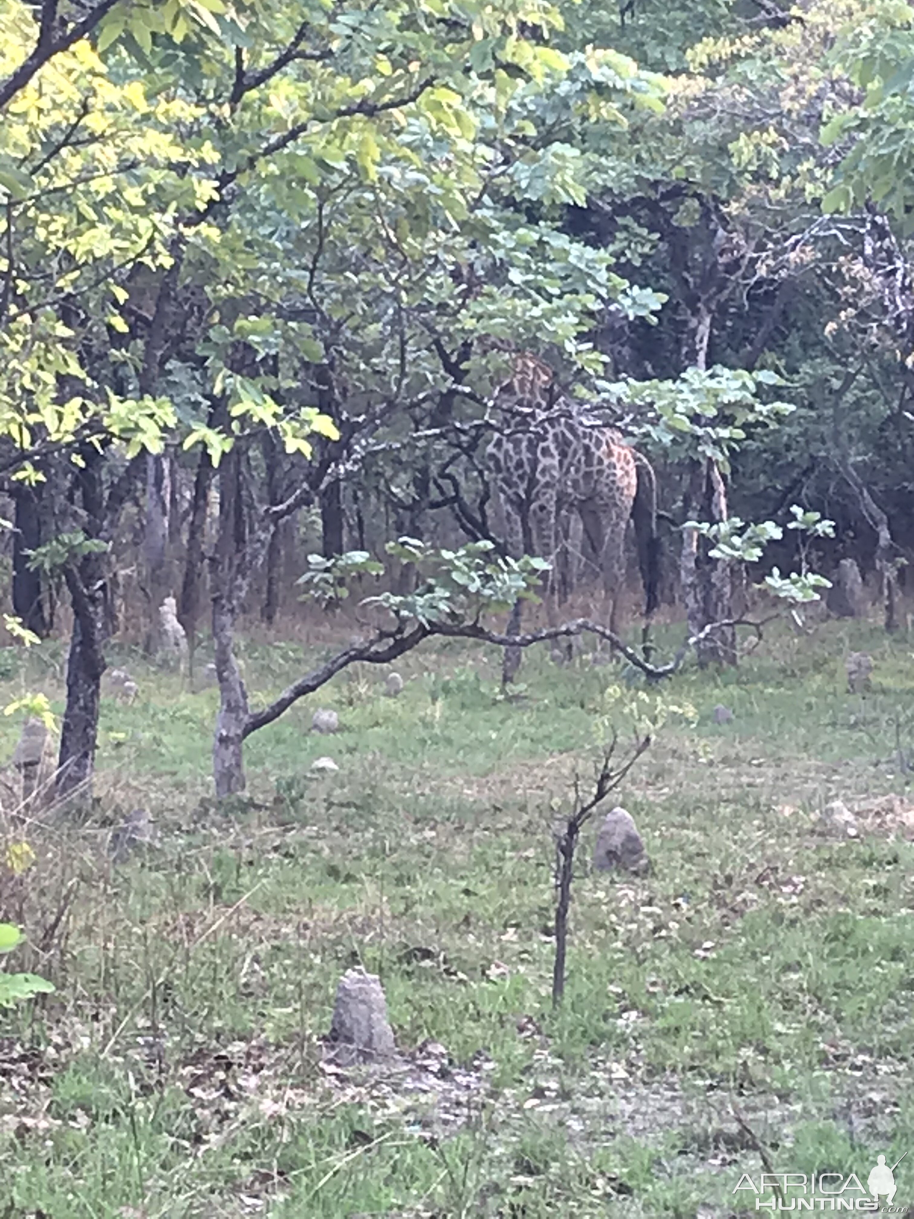 Giraffe Zambia