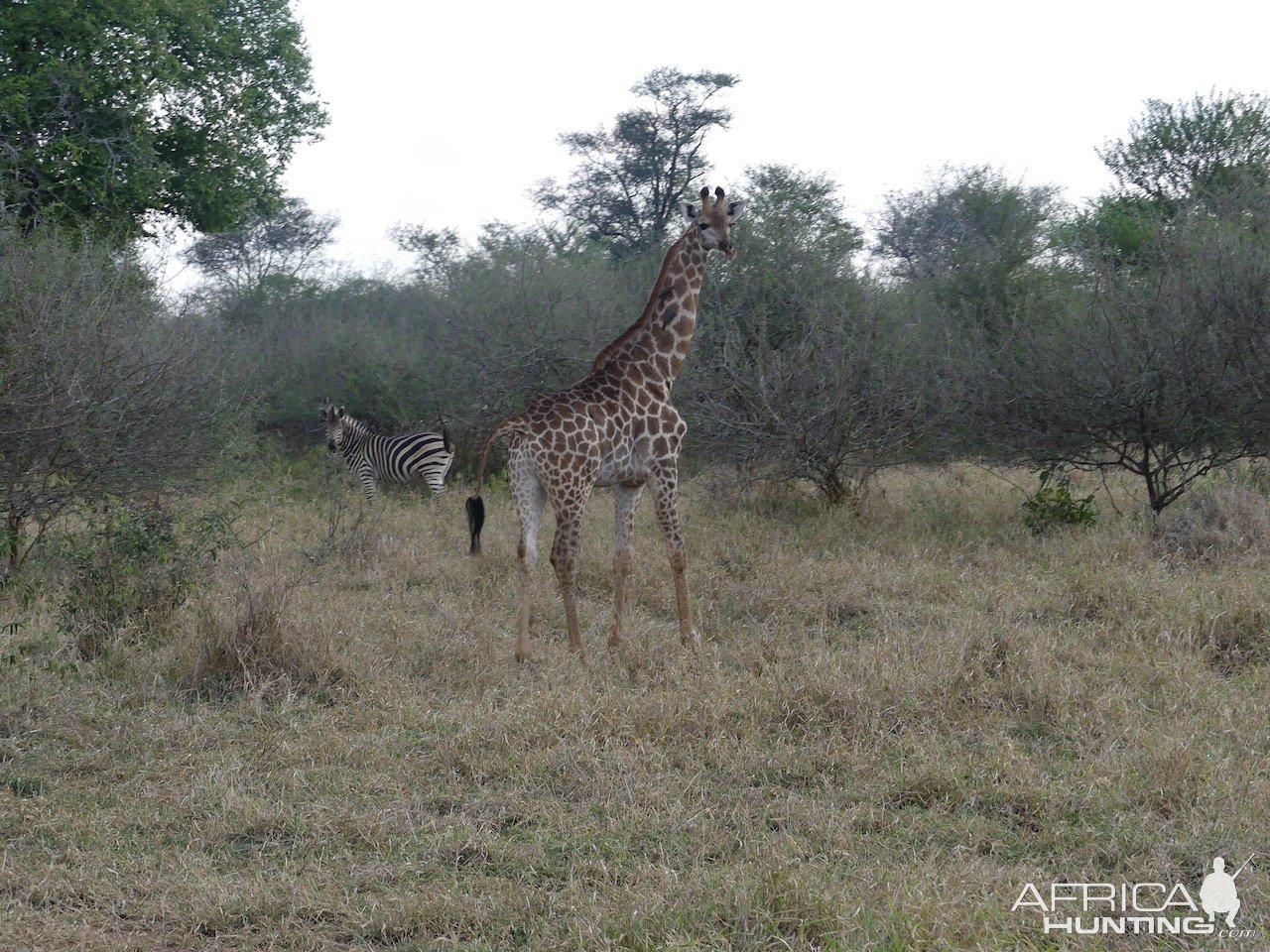 Giraffe & Zebra Zimbabwe