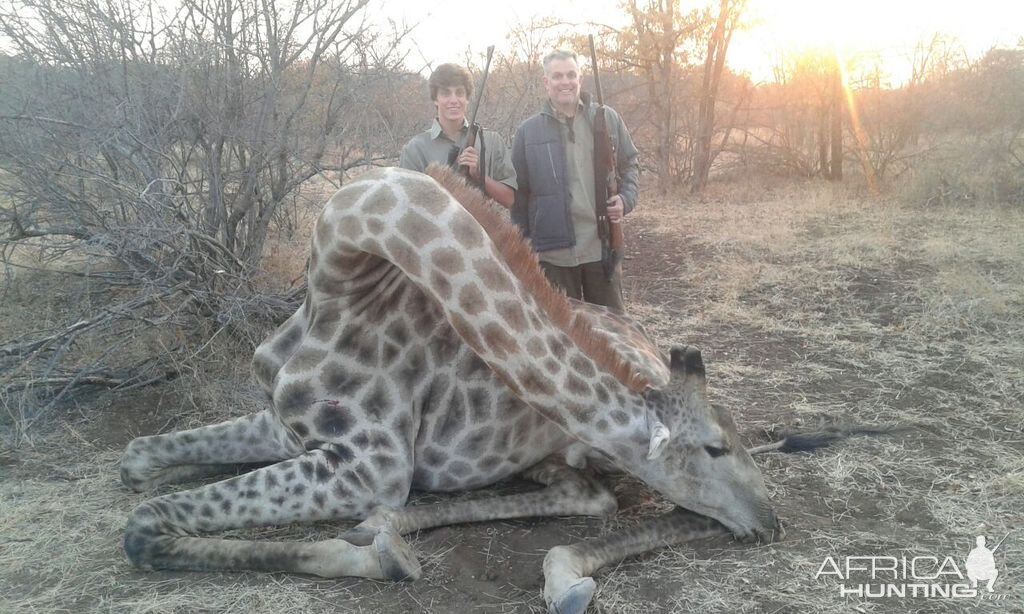 Giraffe Zimbabwe Hunting