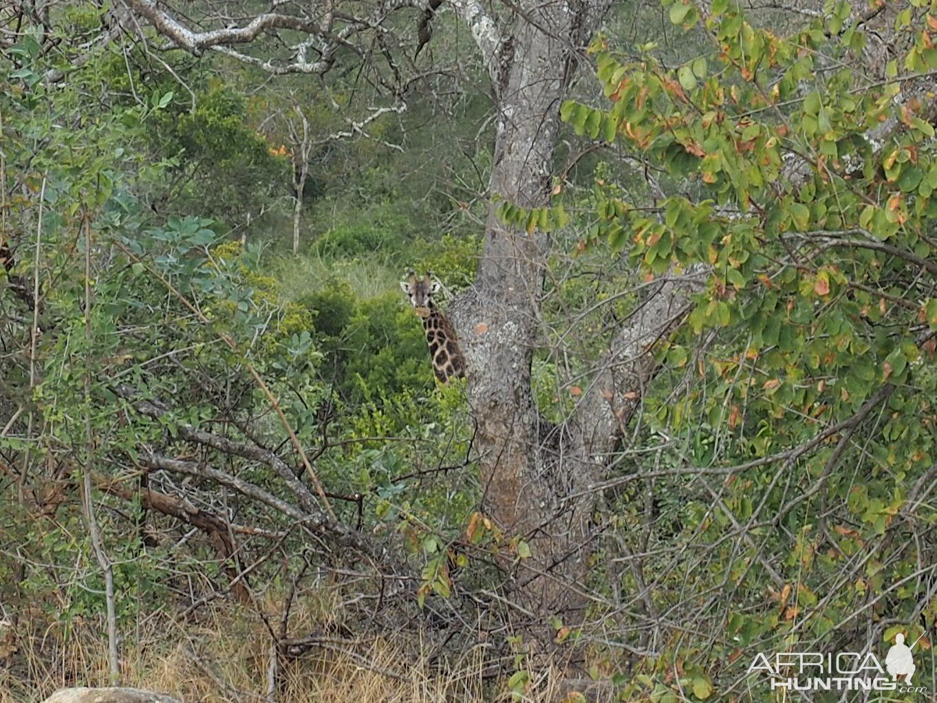 Giraffe Zimbabwe