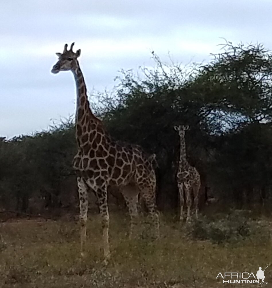 Giraffe Zimbabwe