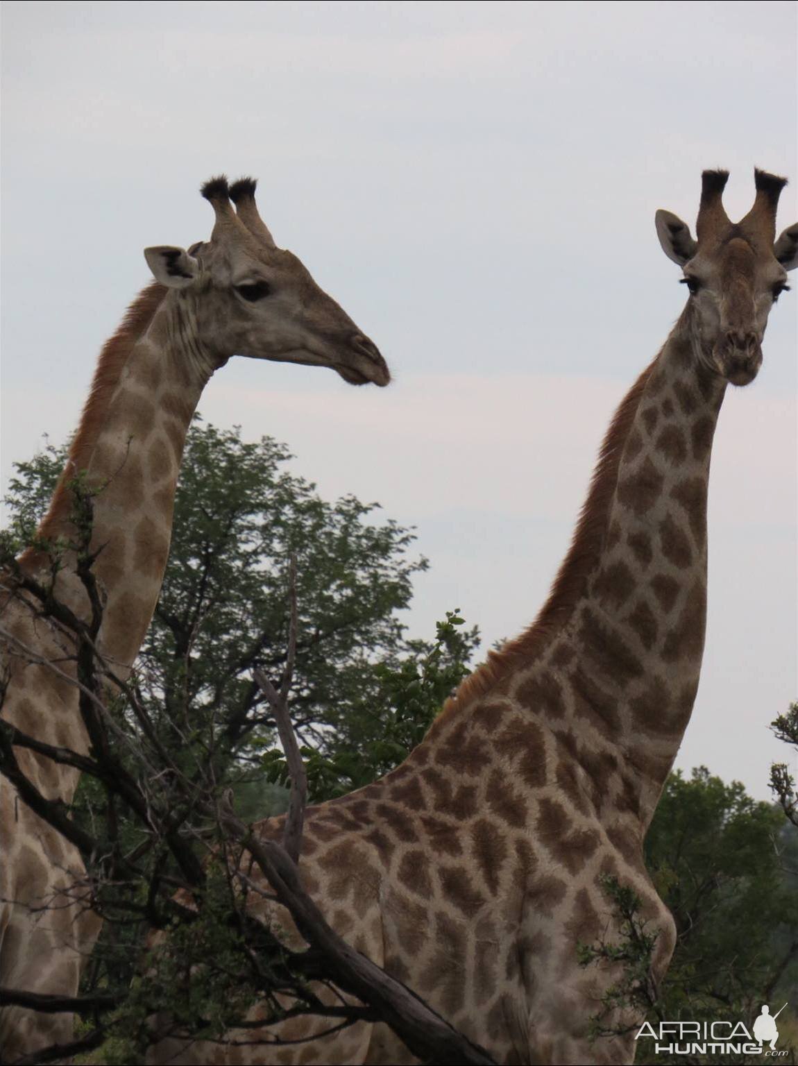 Giraffe Zimbabwe