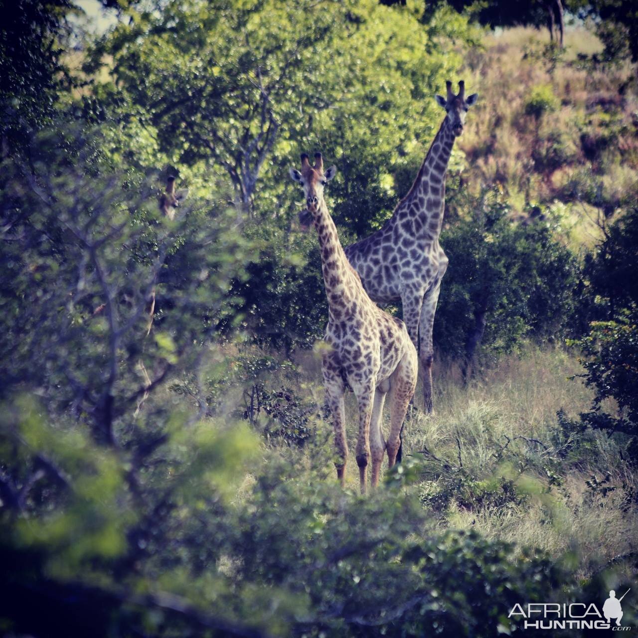 Giraffe Zimbabwe