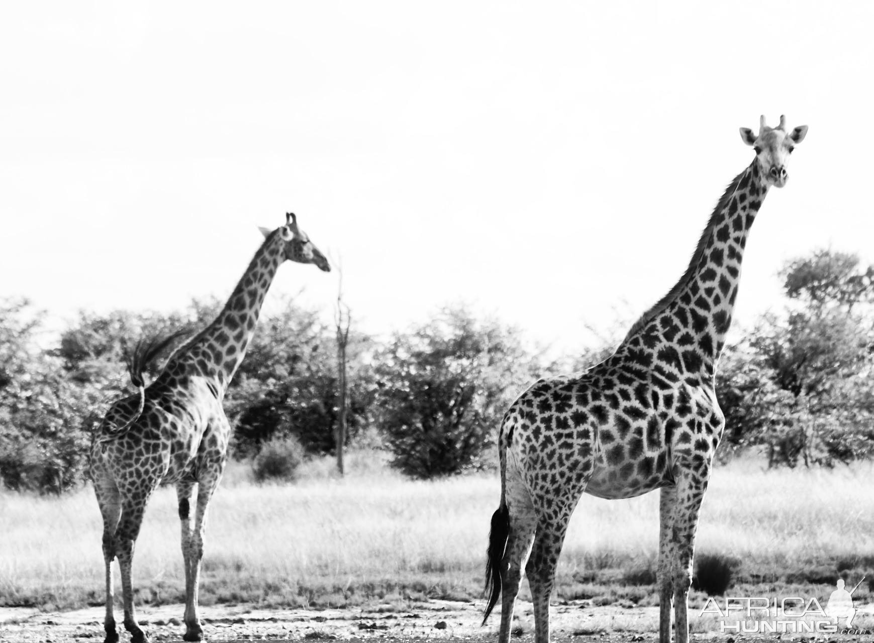 Giraffe Zimbabwe