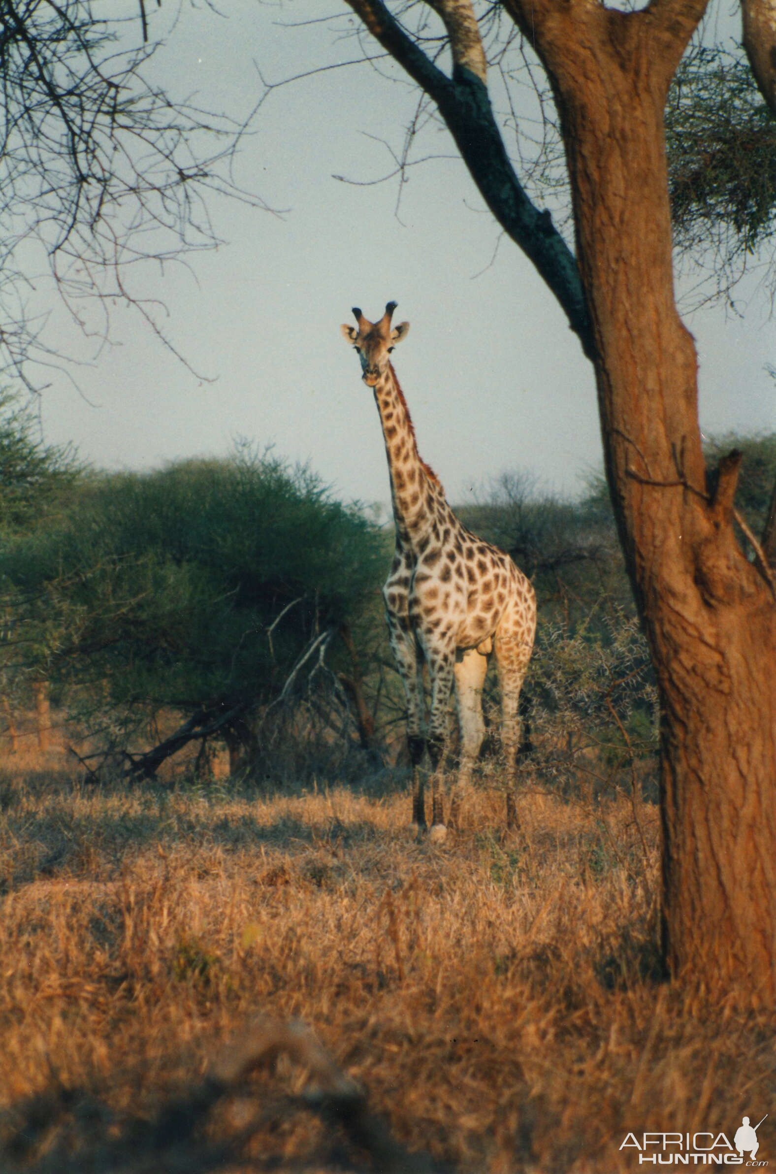 Giraffe Zimbabwe