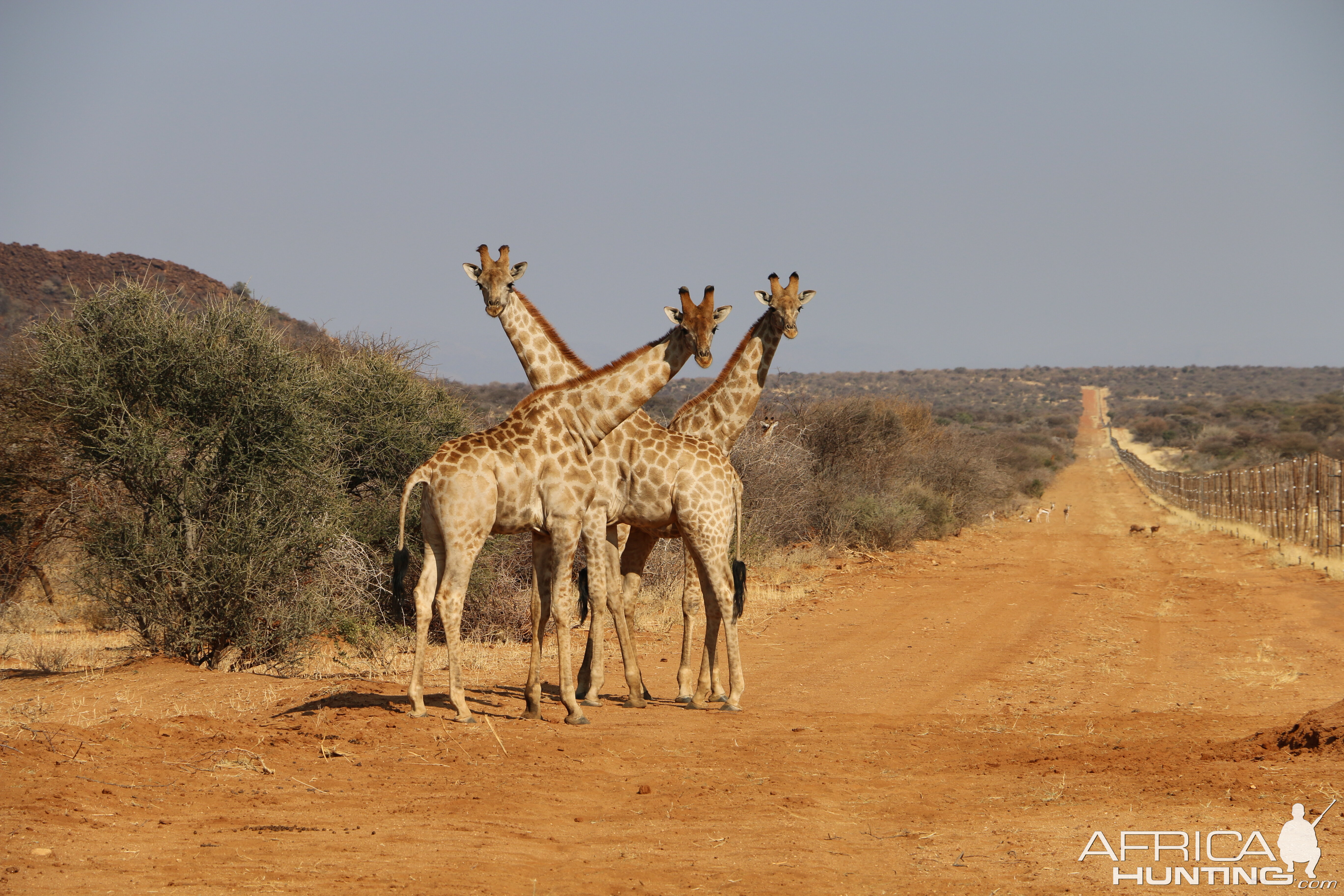 Giraffe