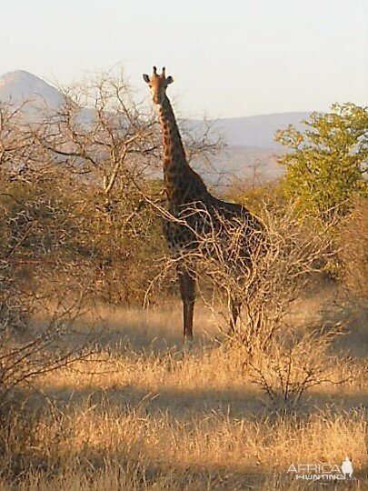 Giraffe