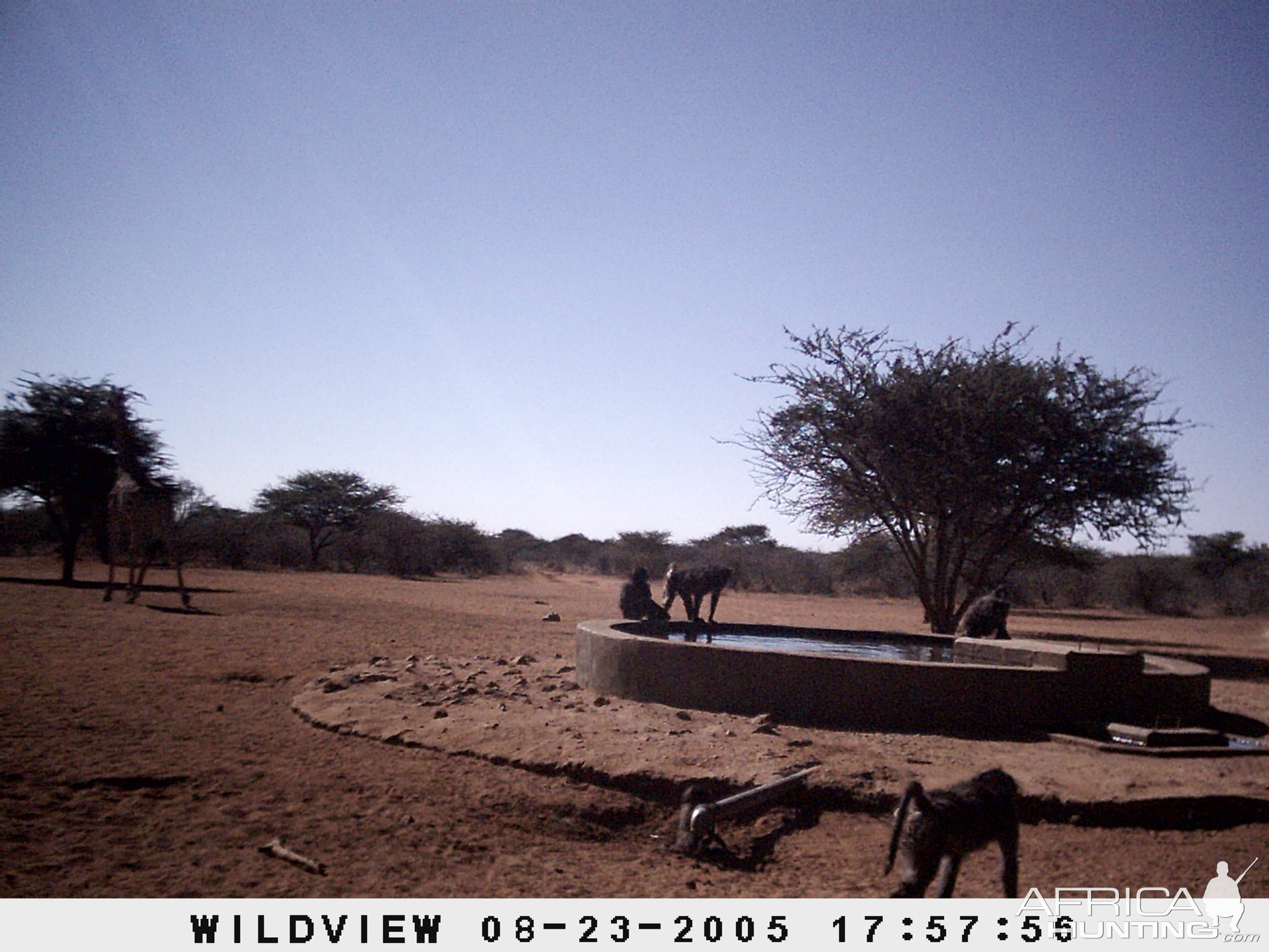 Giraffes and Baboons, Namibia