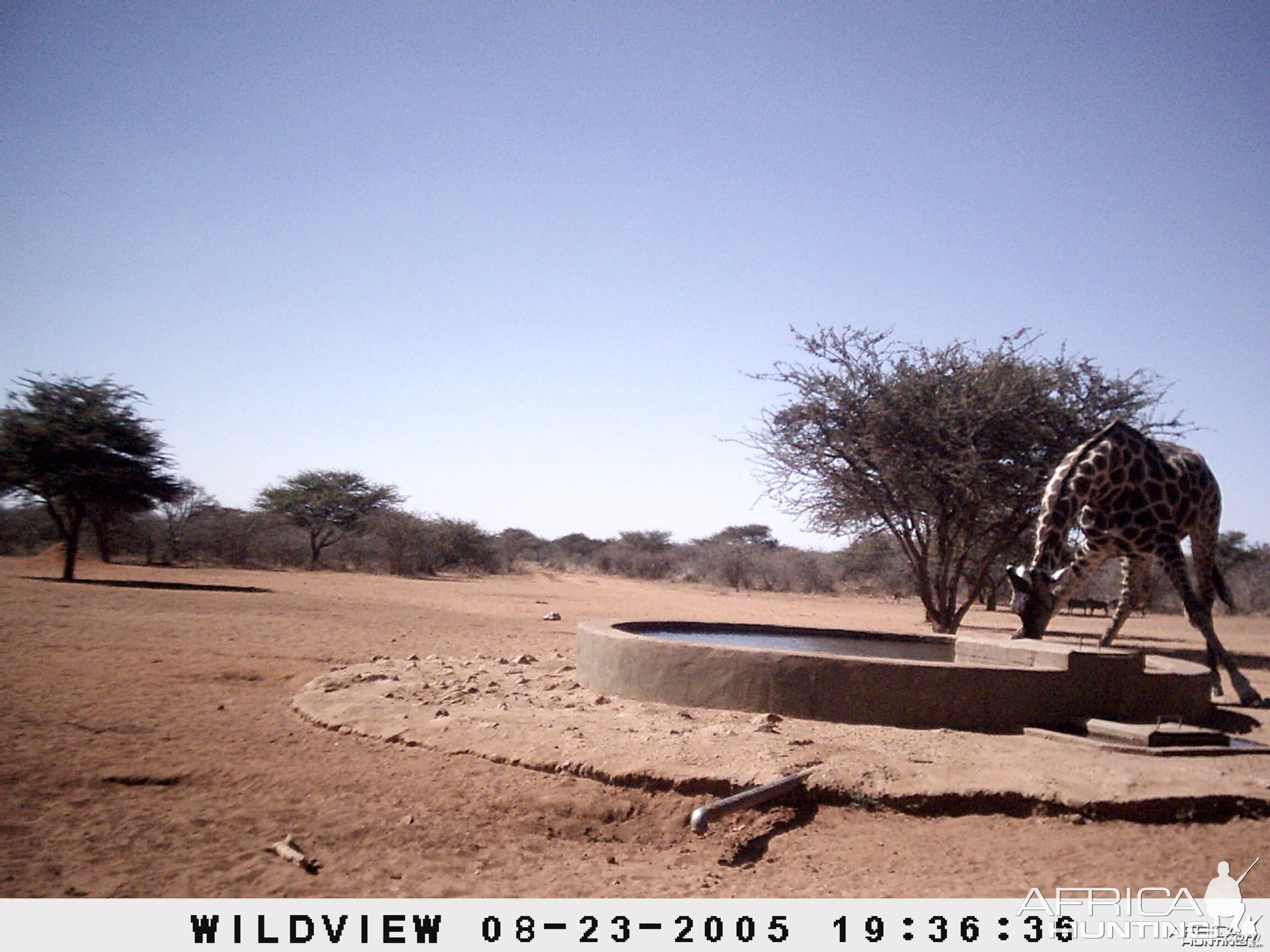 Giraffes and Warthogs, Namibia