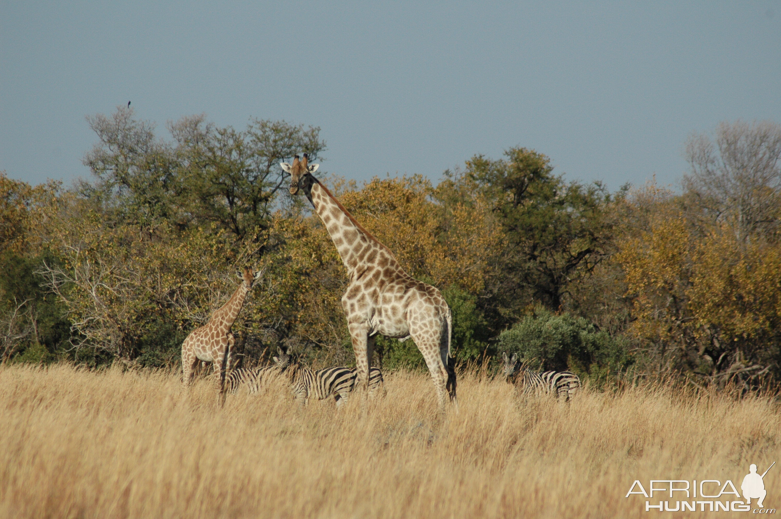 Giraffes and Zebras