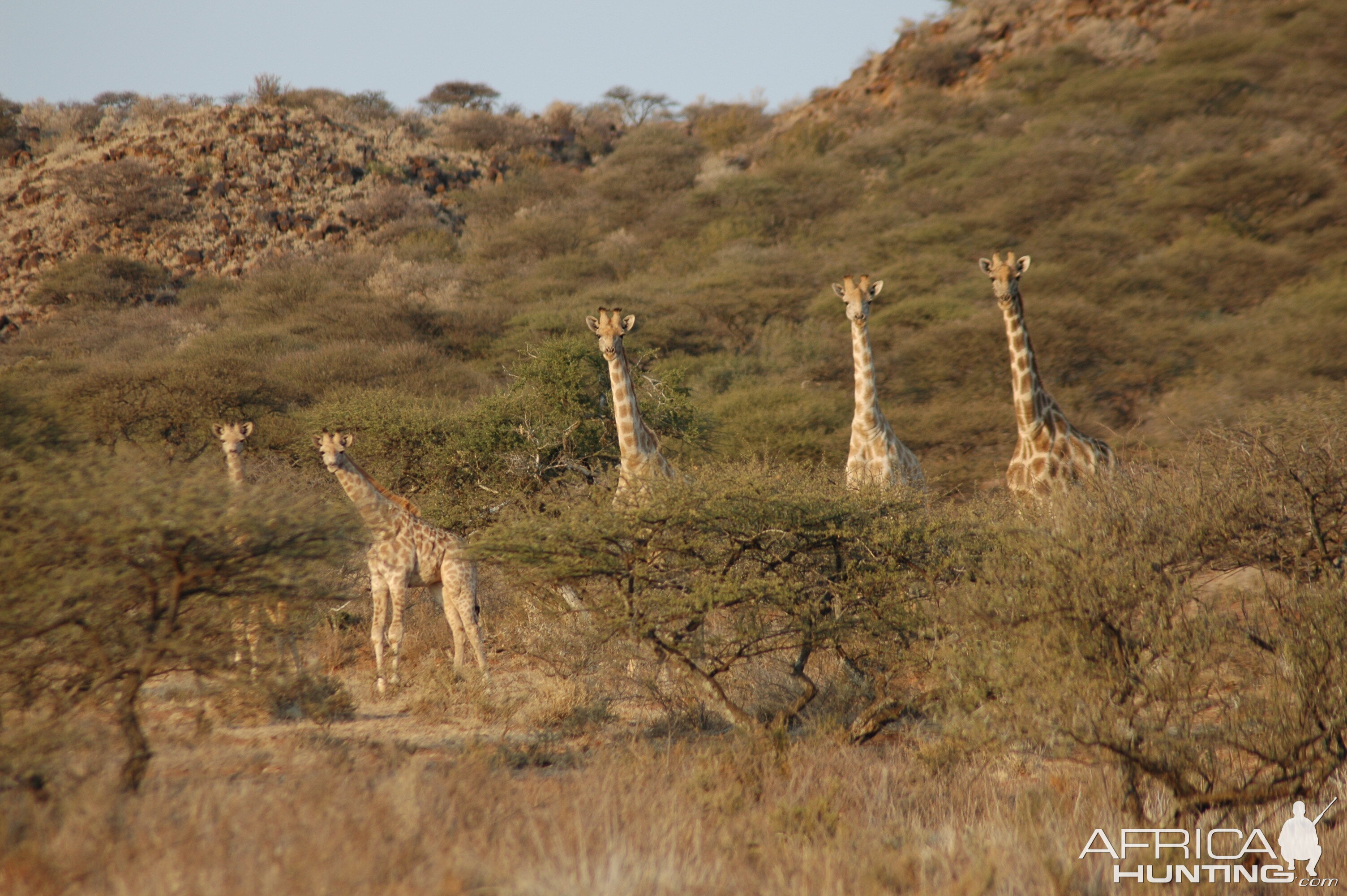 Giraffes at Wintershoek