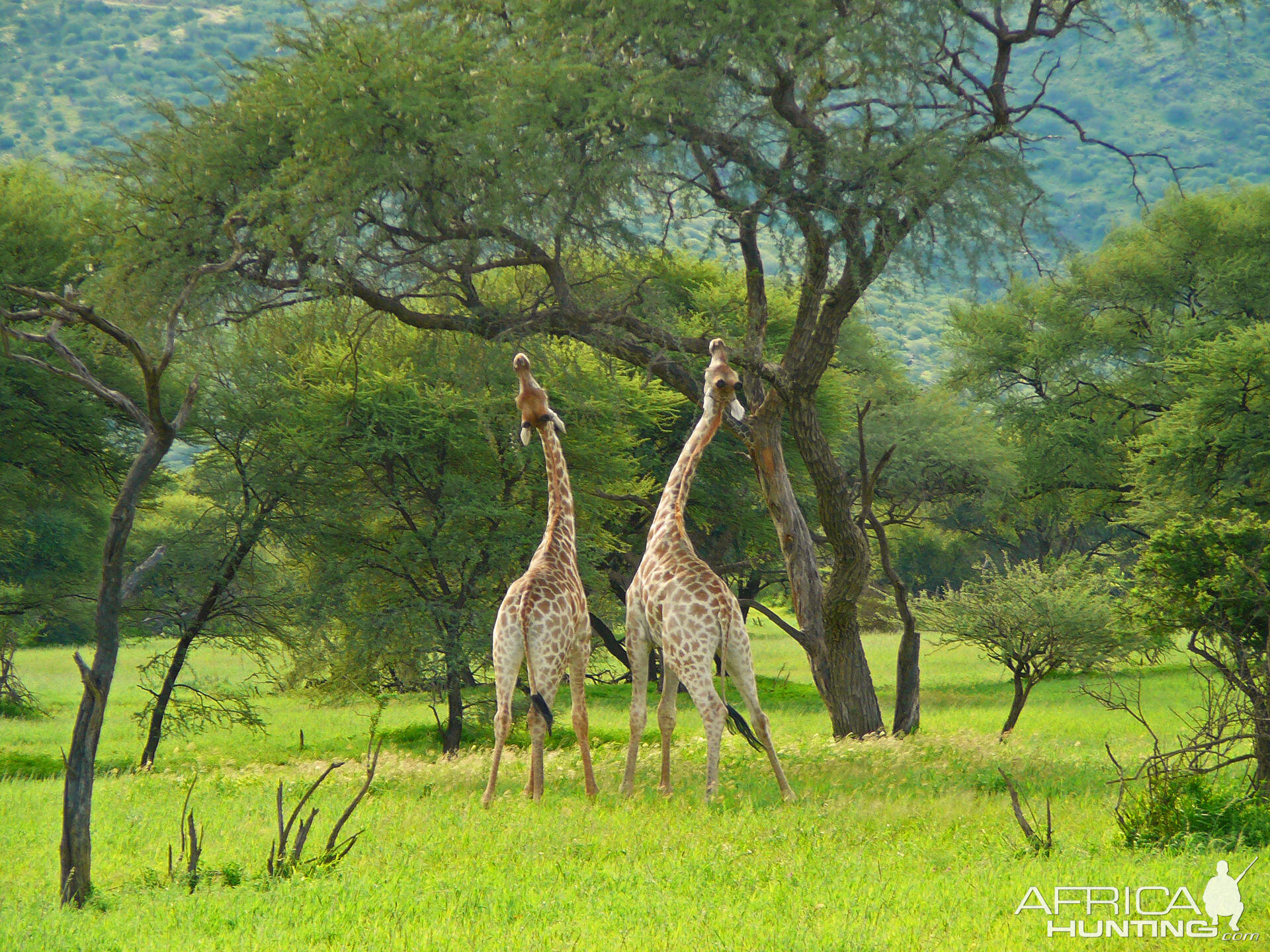 Giraffes fighting