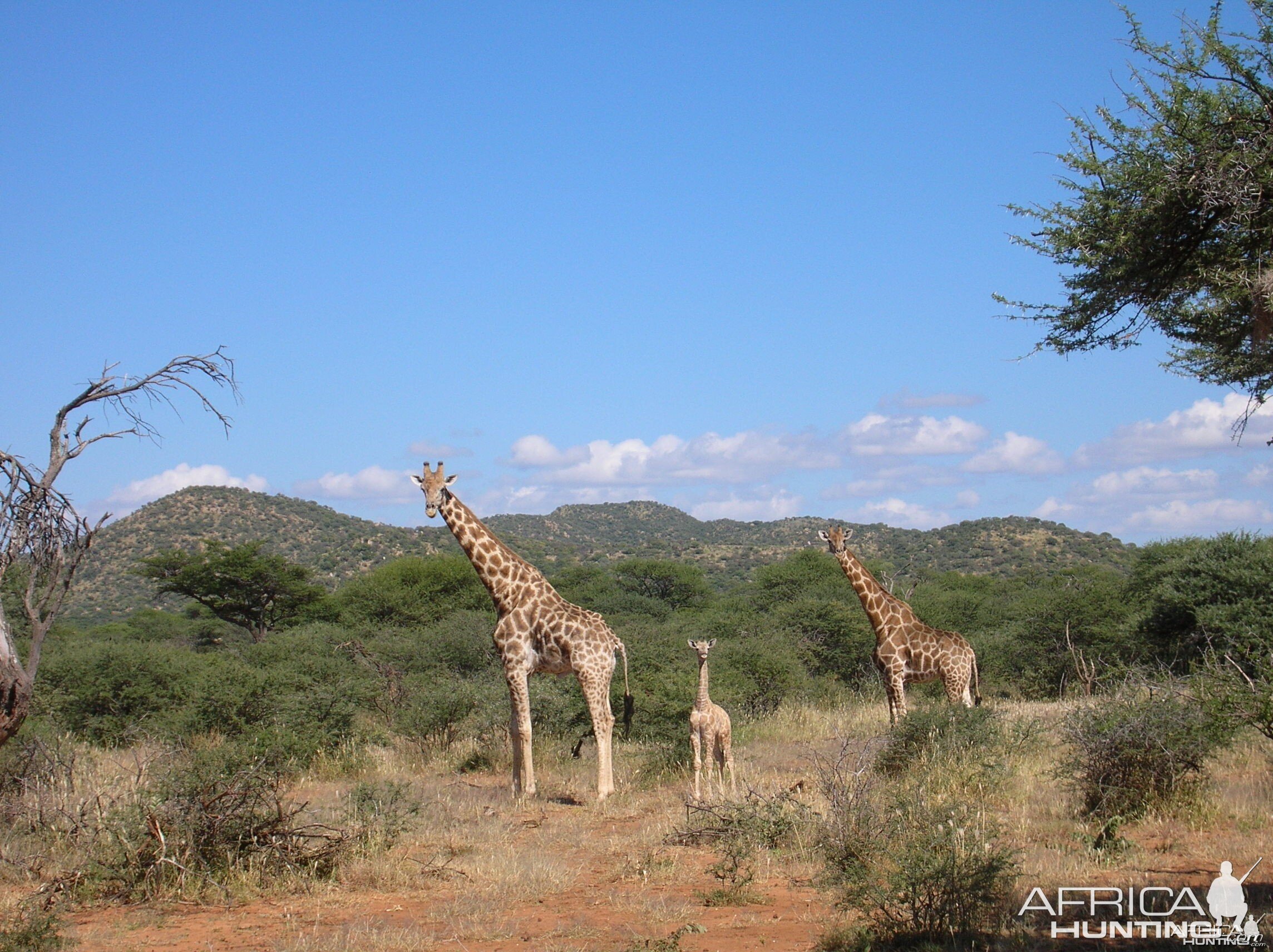 Giraffes in Namibia