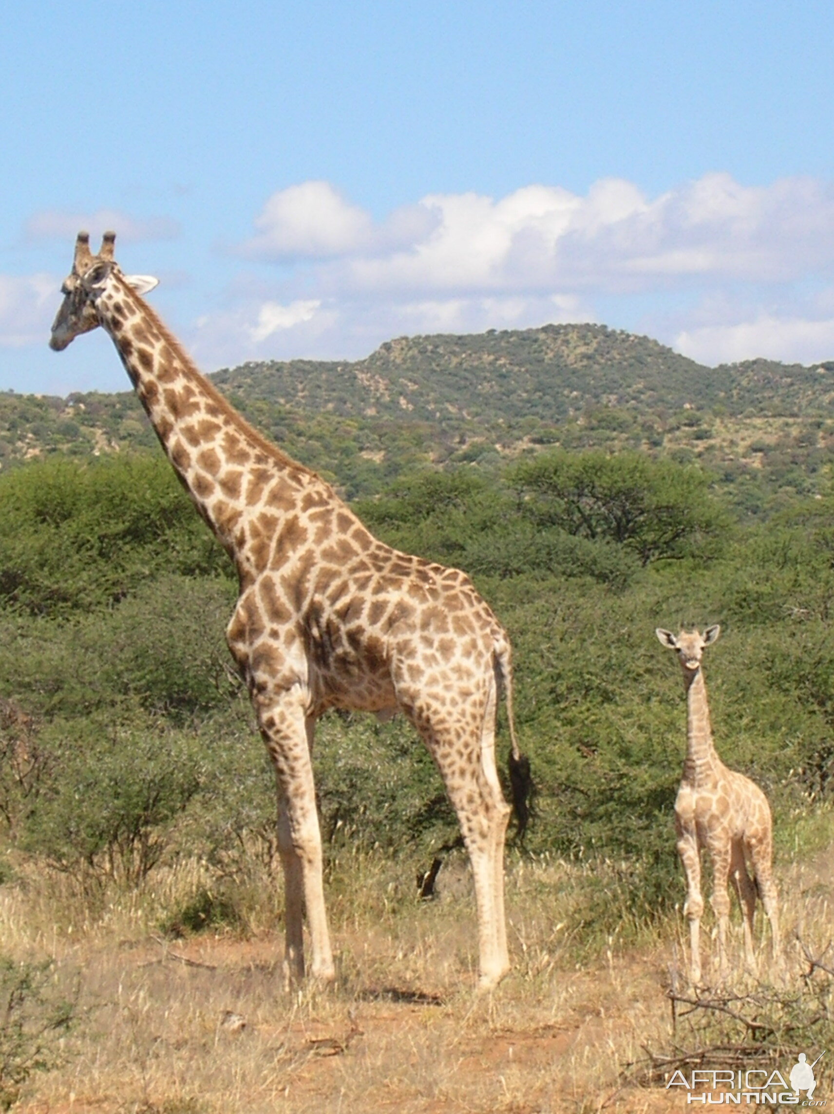 Giraffes in Namibia