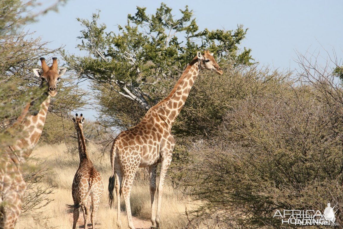 Giraffes in Namibia