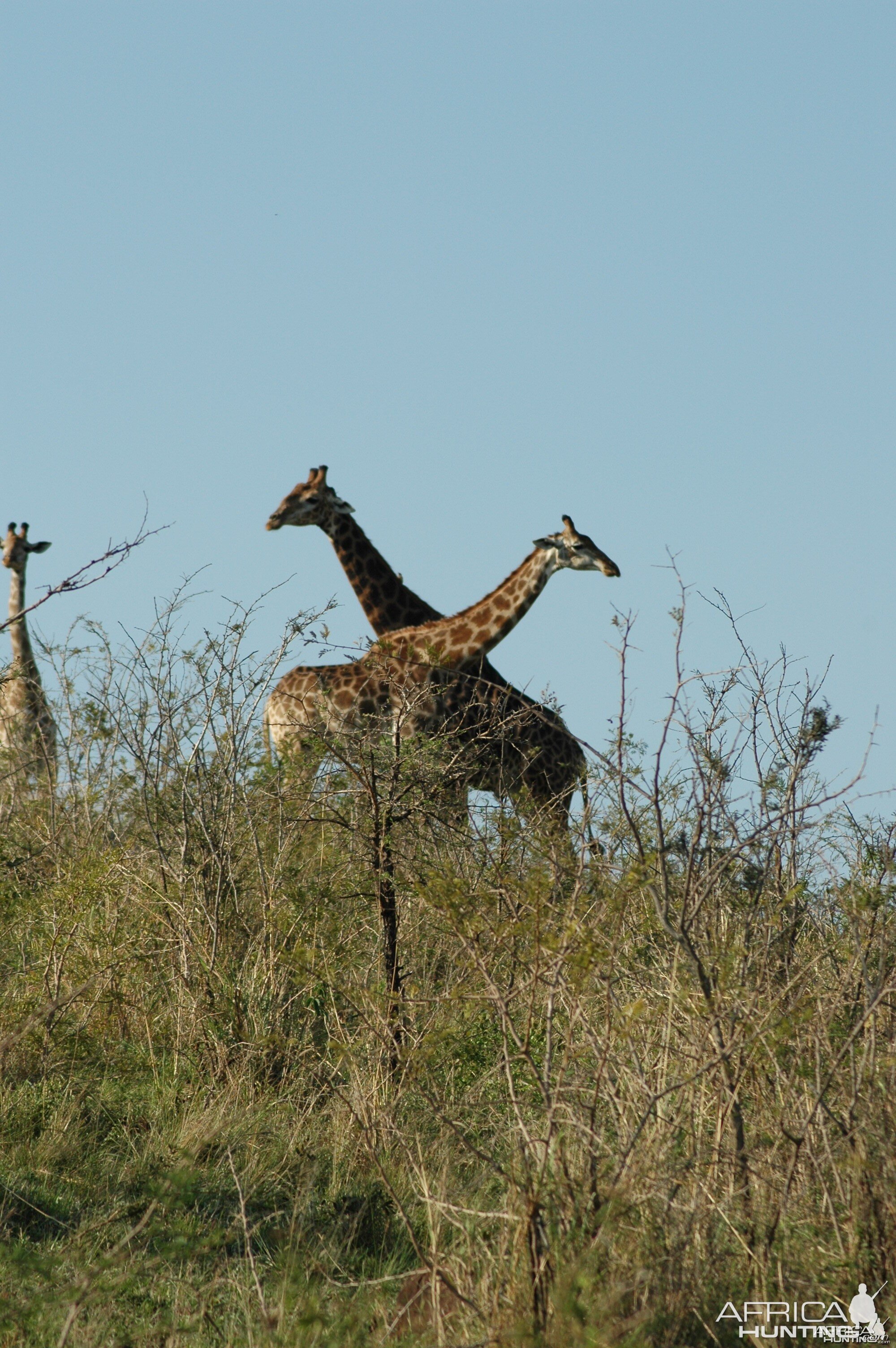 Giraffes in South Africa